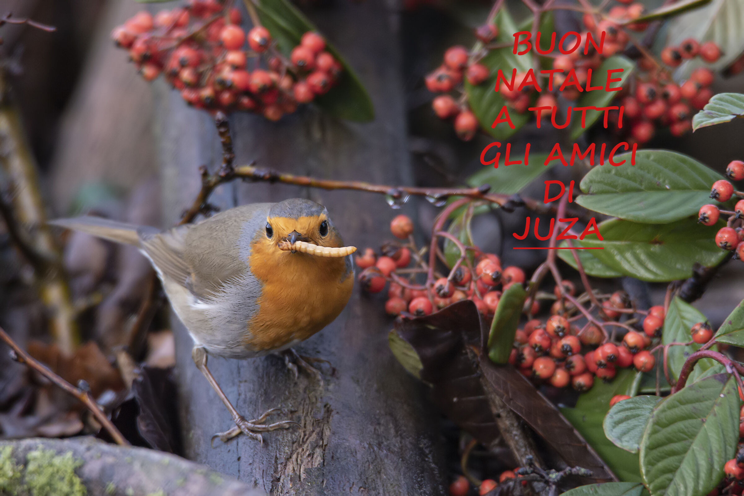 Merry Christmas everyone