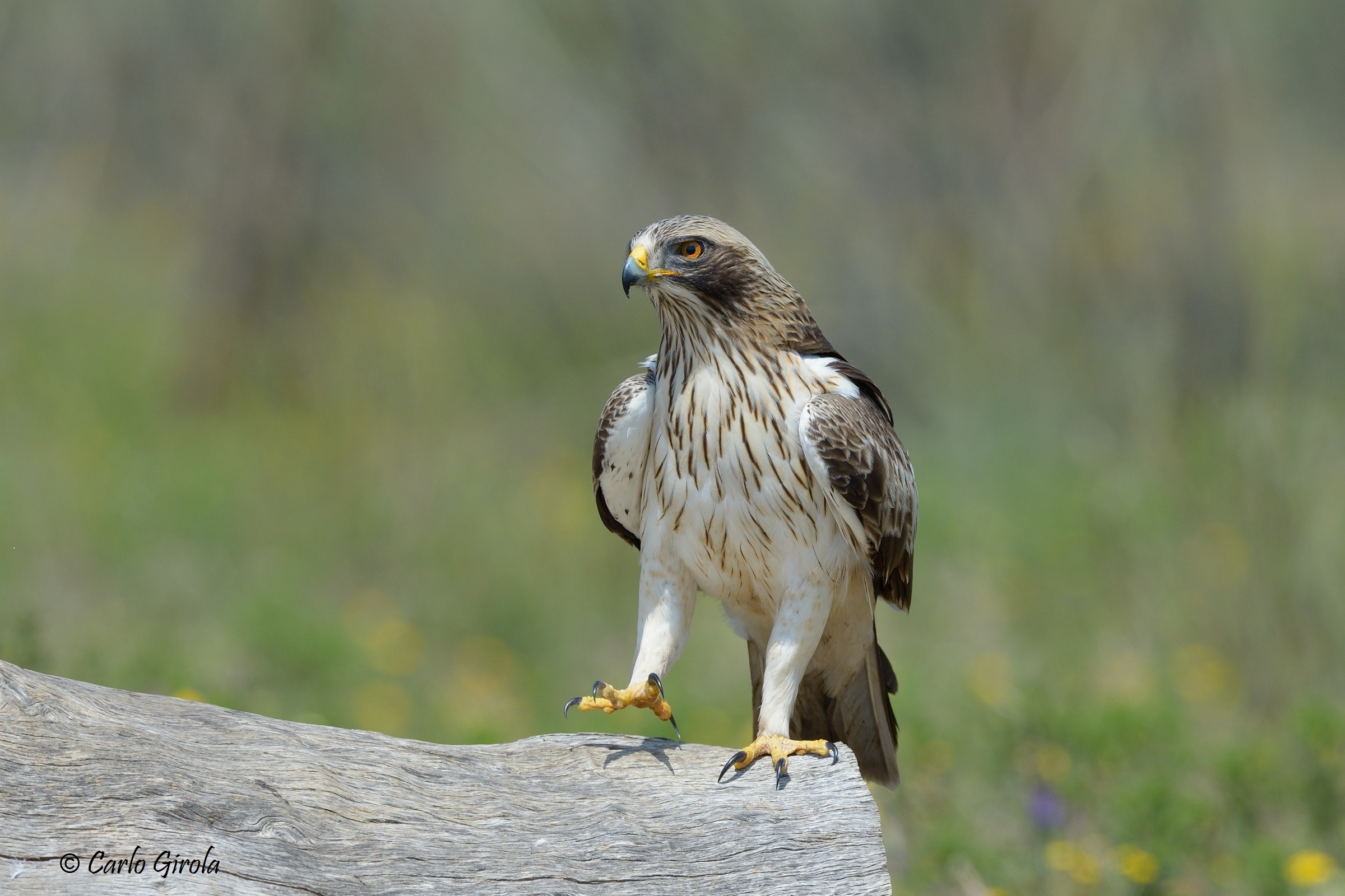 Aquila minore (Hieraaetus pennatus)