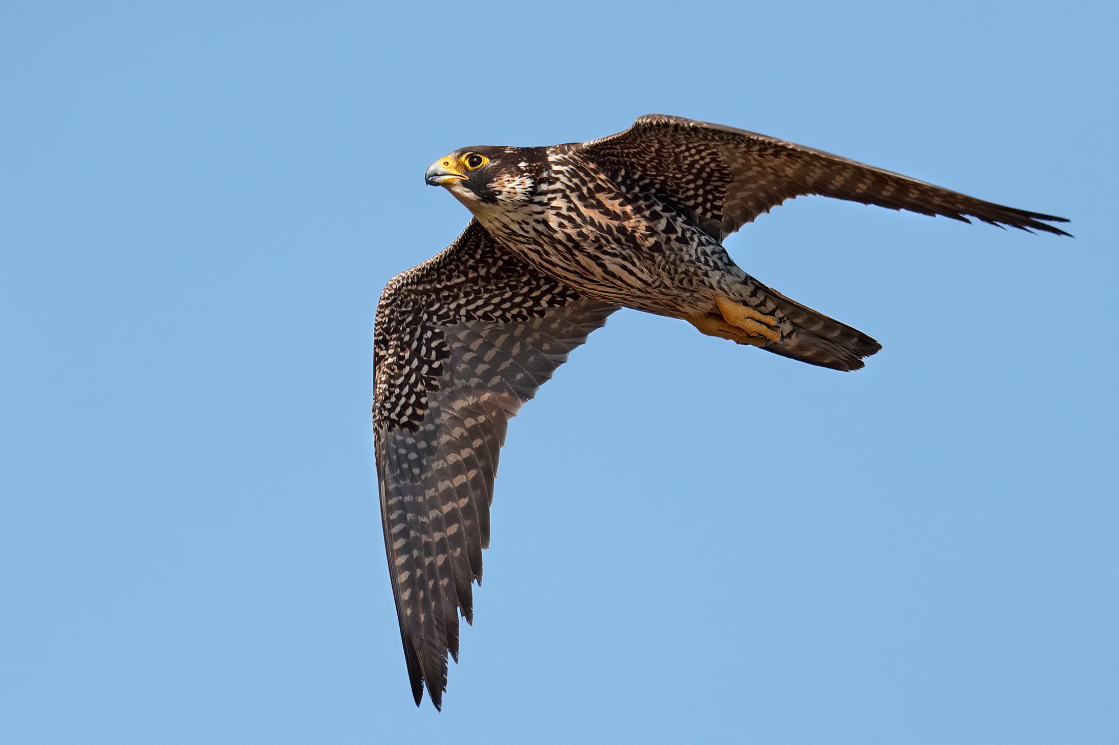 Peregrine Falcon