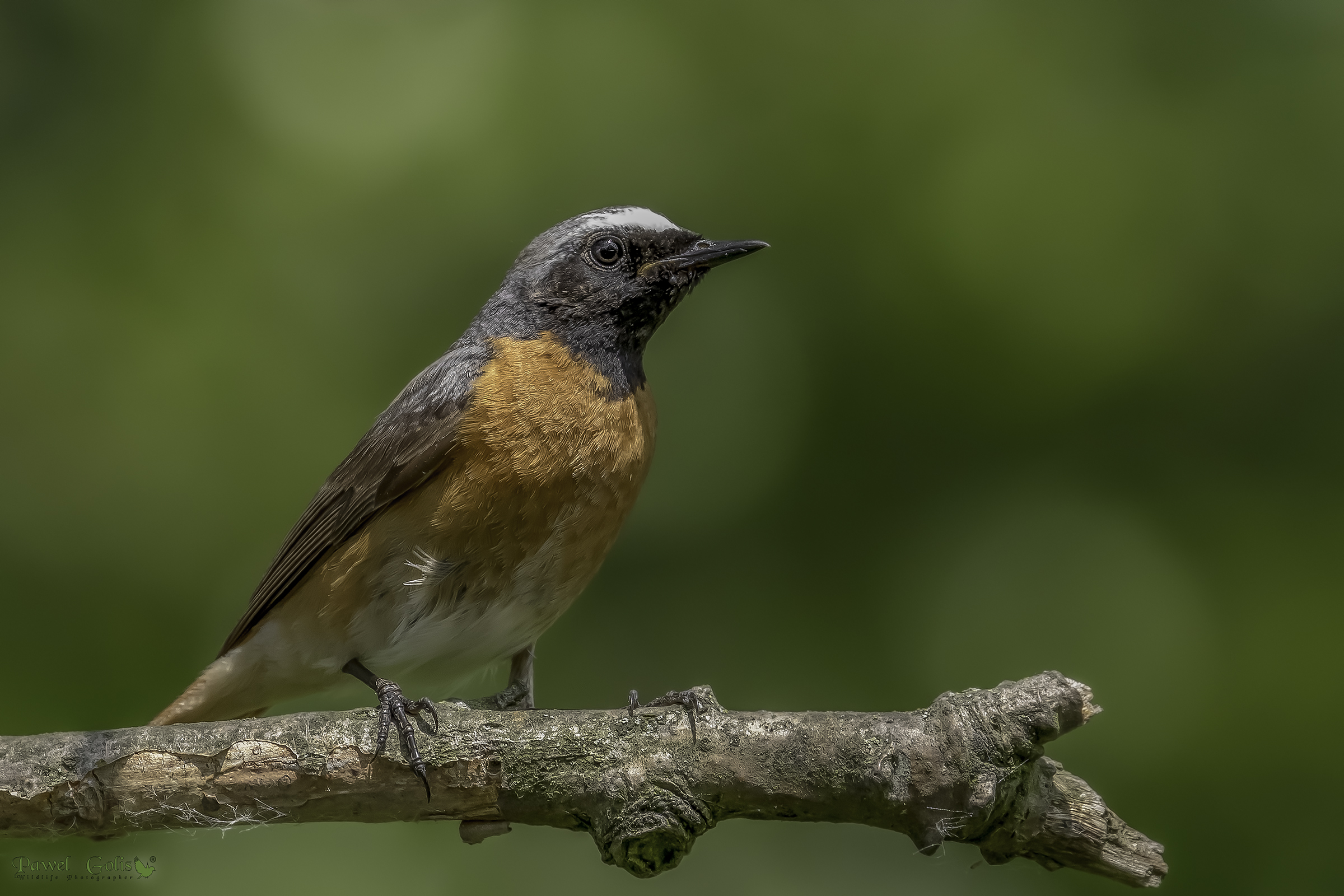 Rosso comune (Phoenicurus phoenicurus)