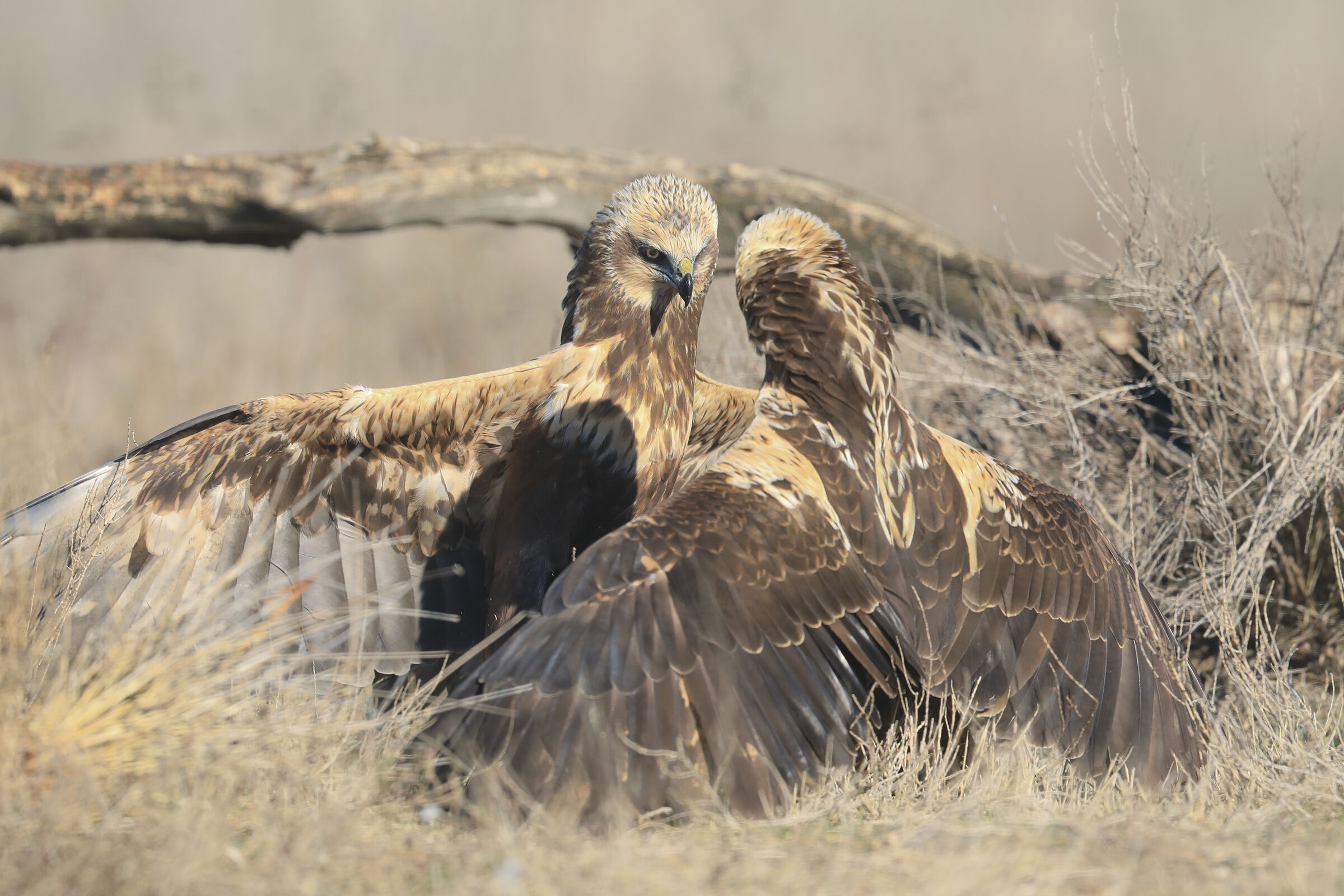 swamp hawks face to face