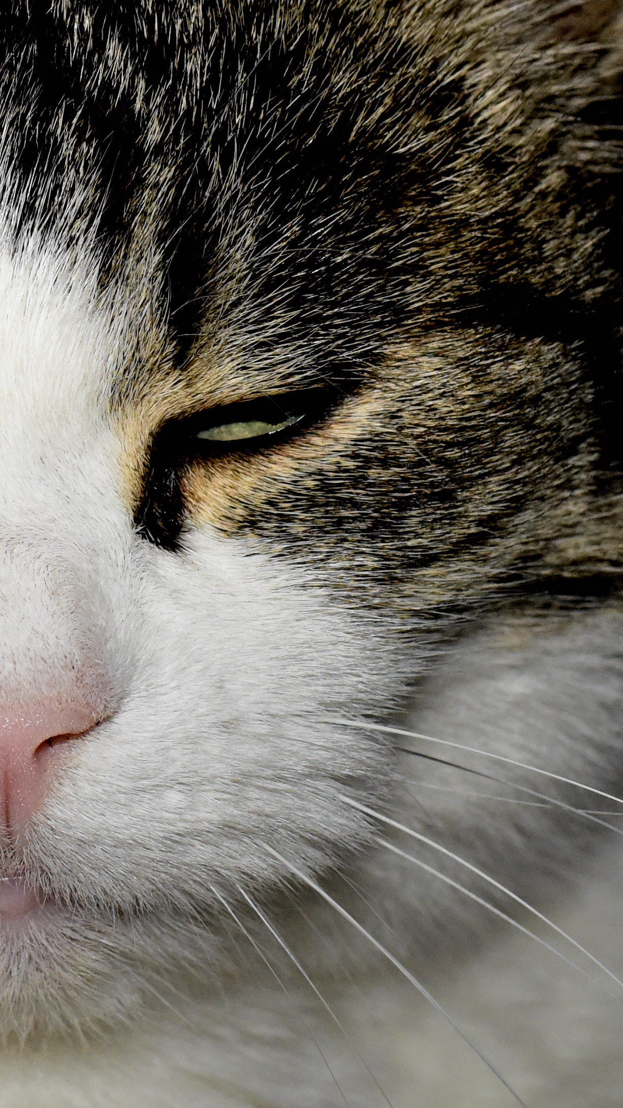 I'm sleepy, leave me in human peace.