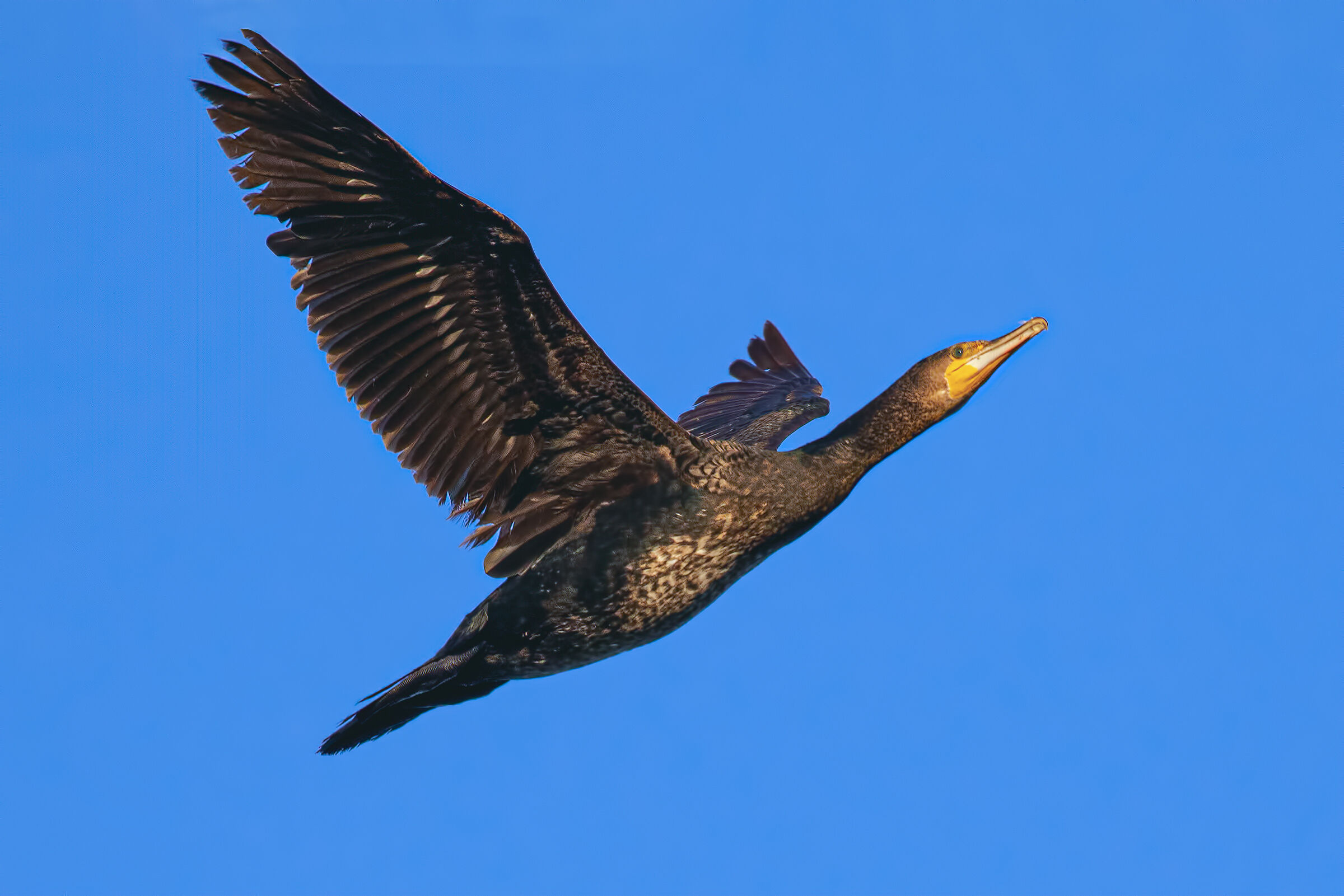 Cormorano in Volo