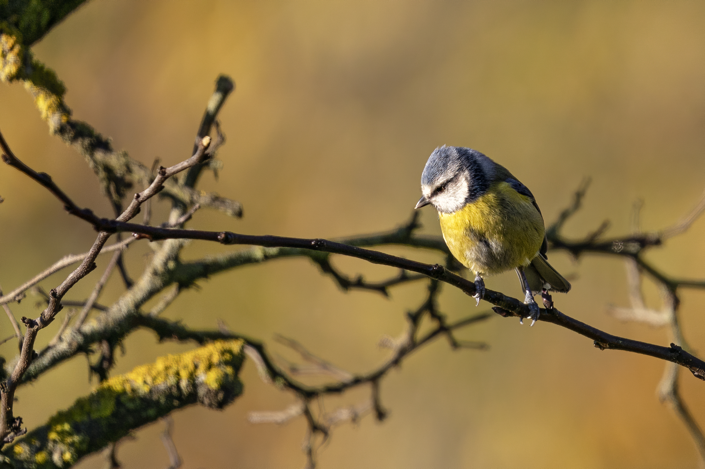 Roma Montesacro Talenti Park