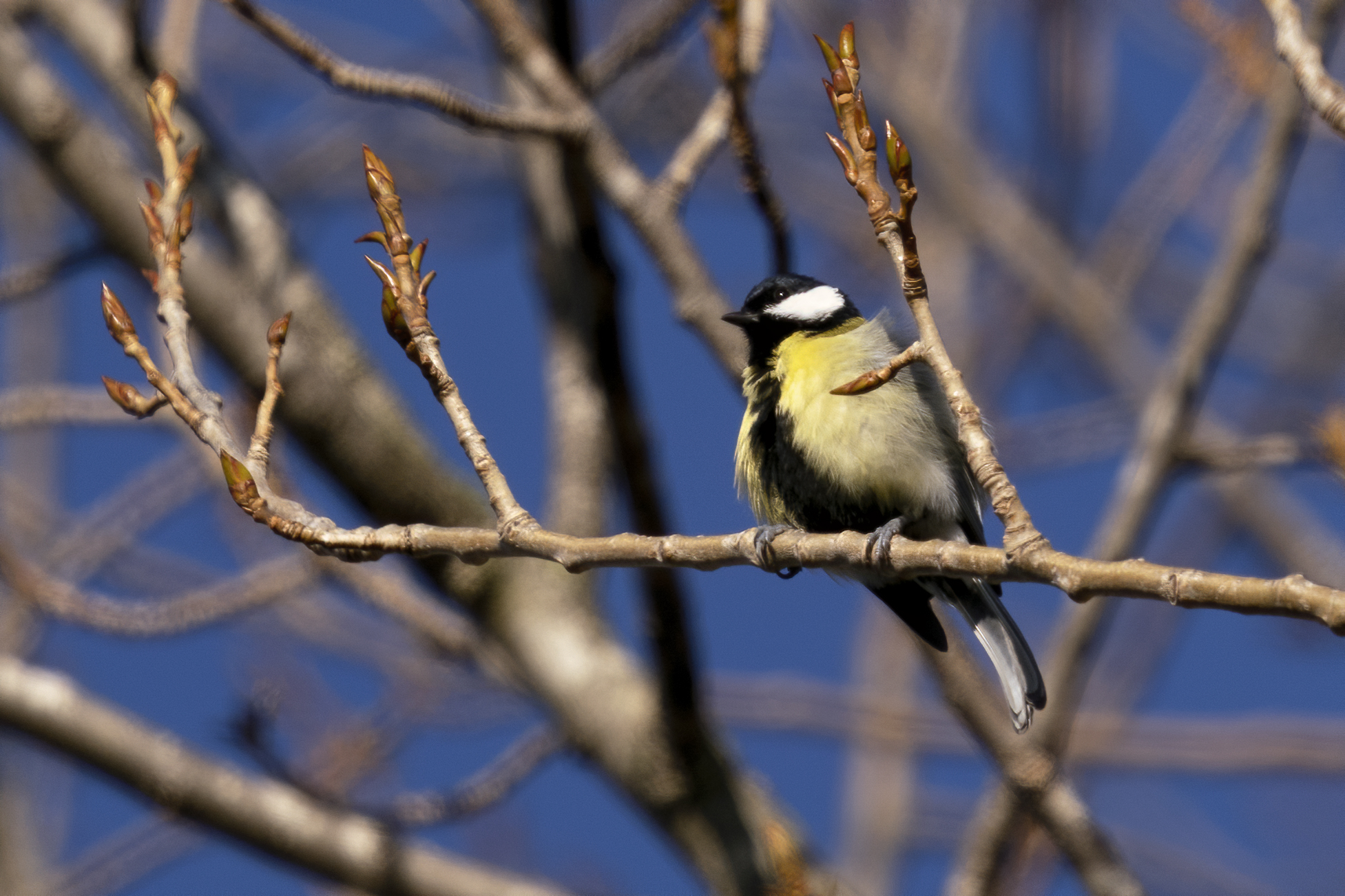 Roma Montesacro Talenti Park