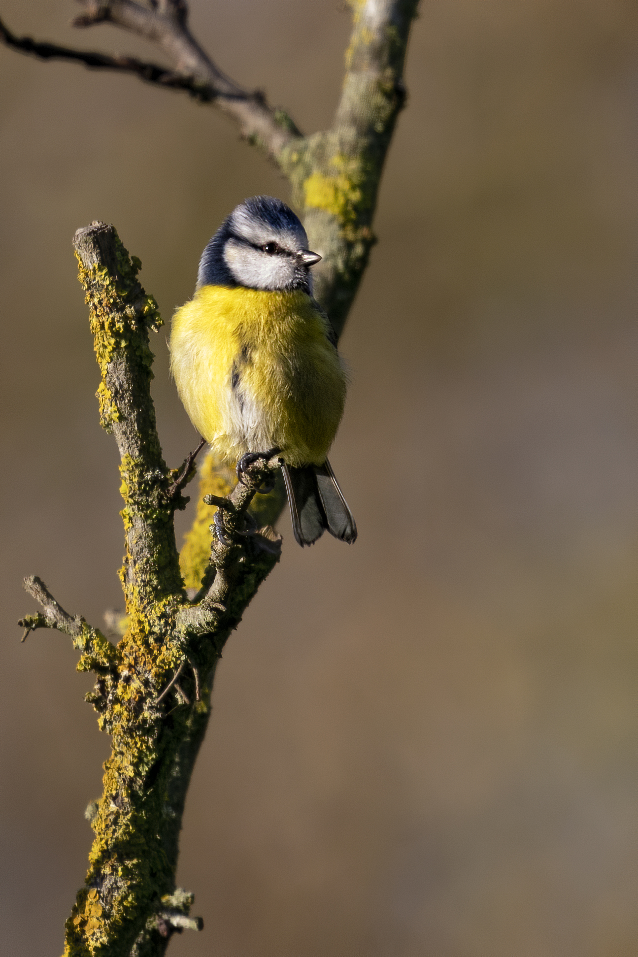 Roma Montesacro Talenti Park