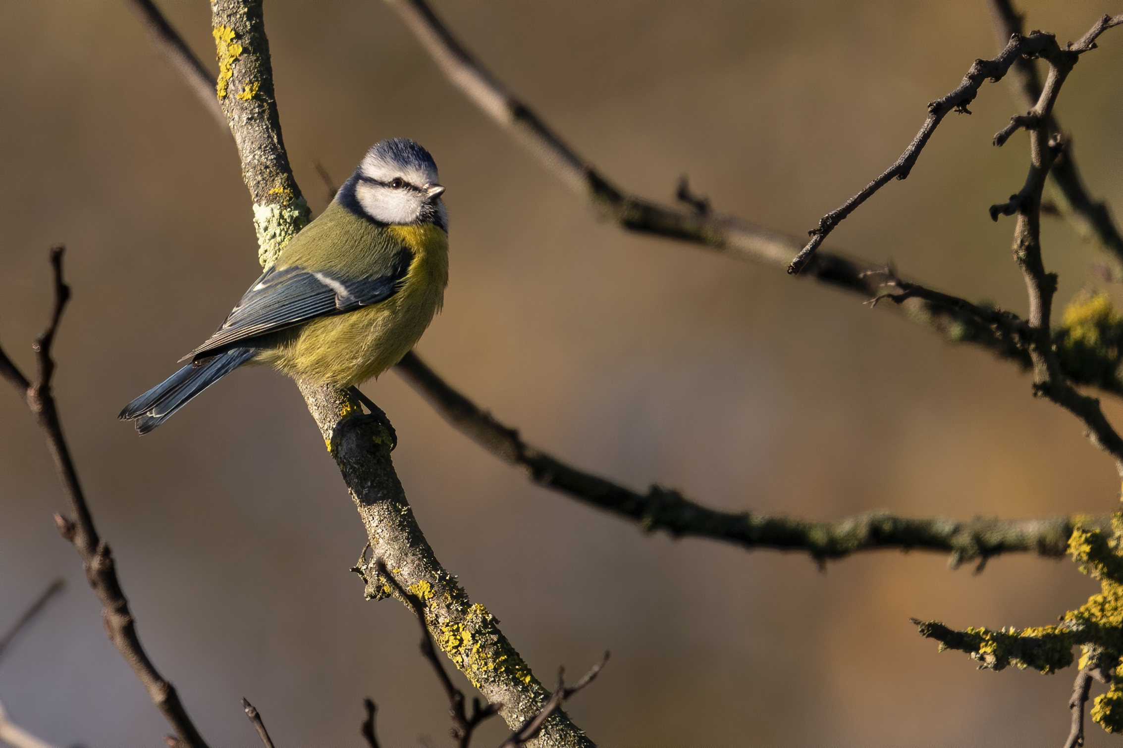 Roma Montesacro Talenti Park