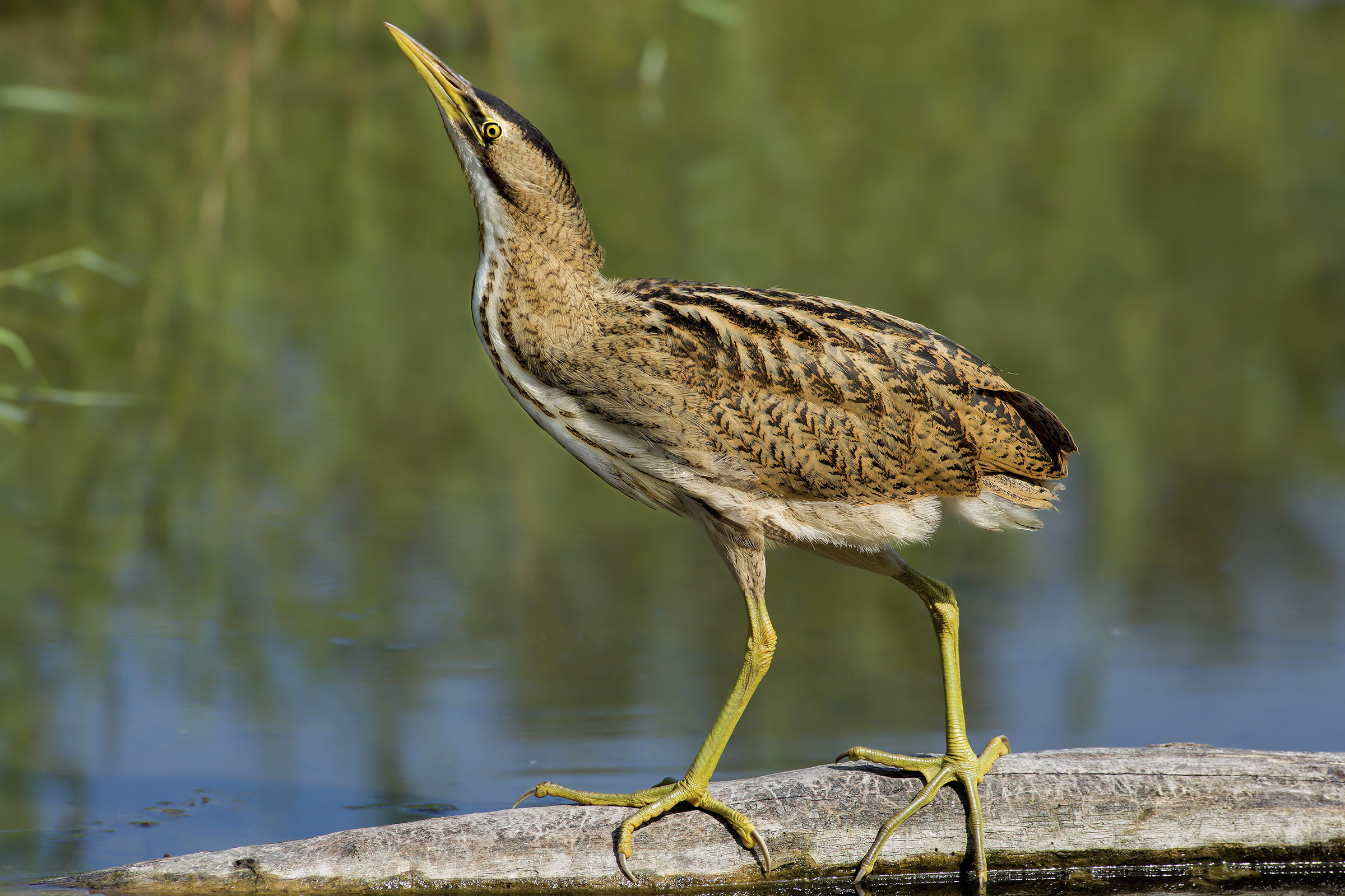 Bittern