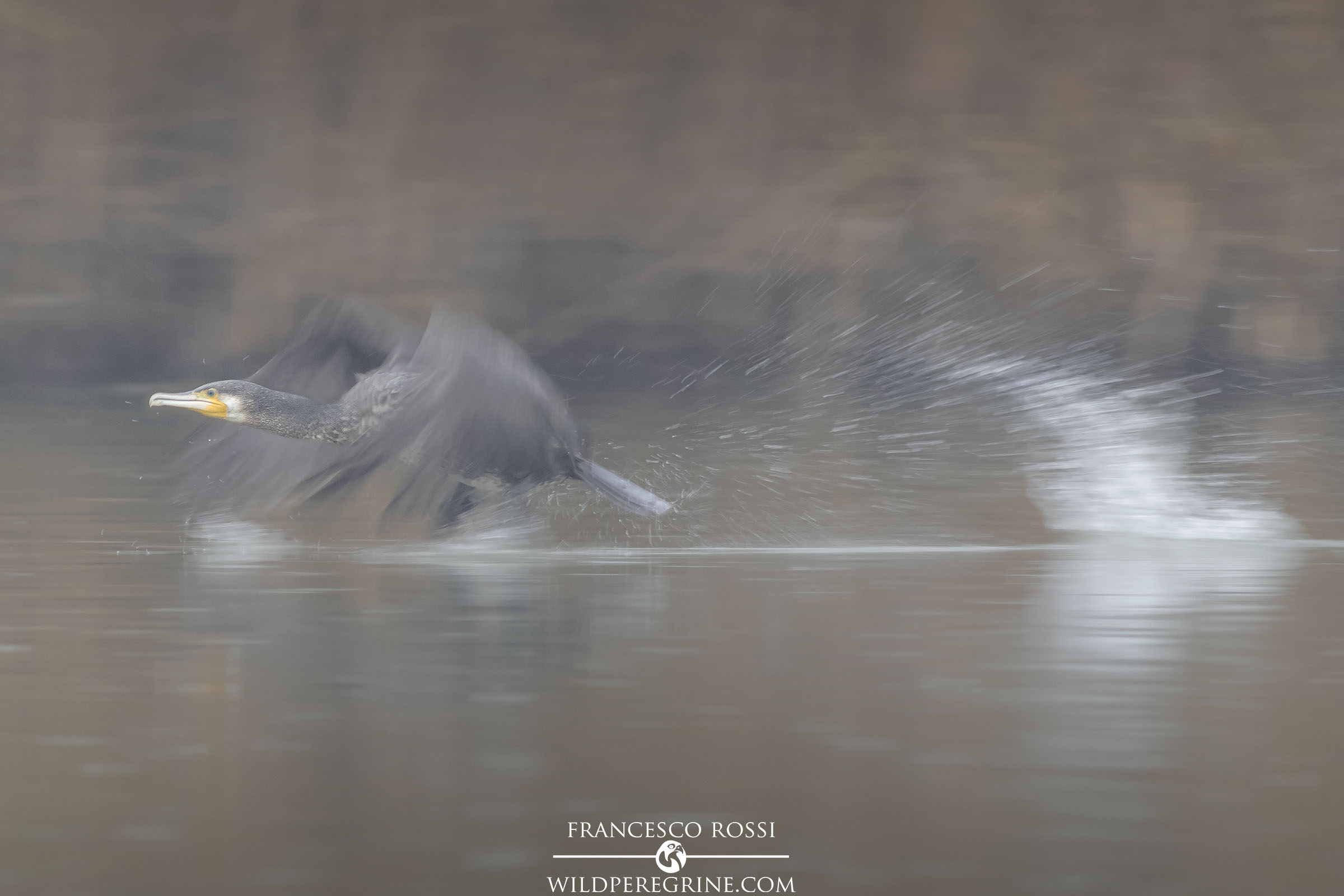 Cormorano on take-off