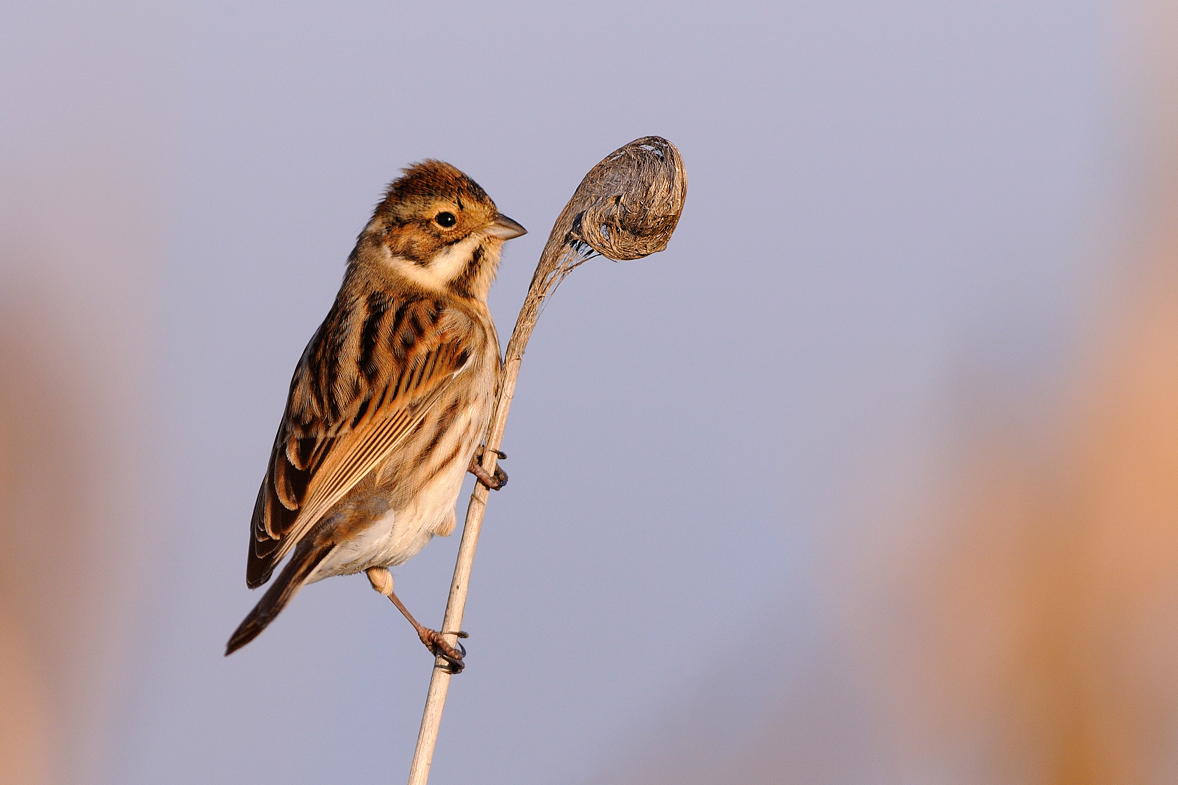 Migliarino di palude