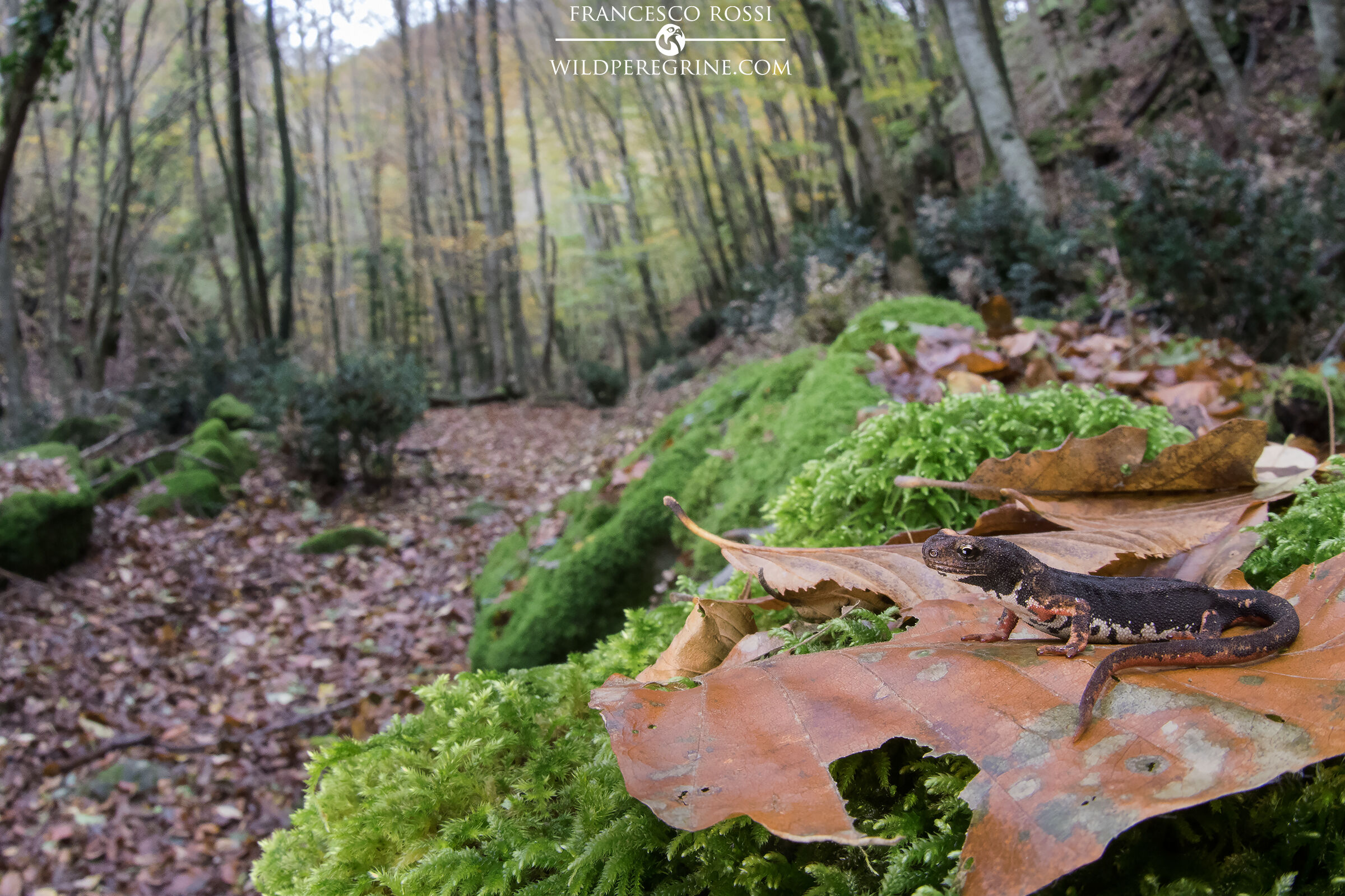 Salamander from glasses in its habitat