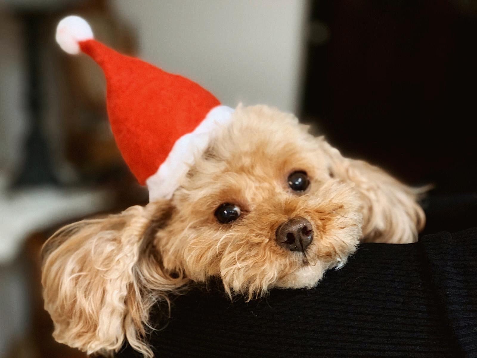 Buon Natale a Tutti i Juzzini