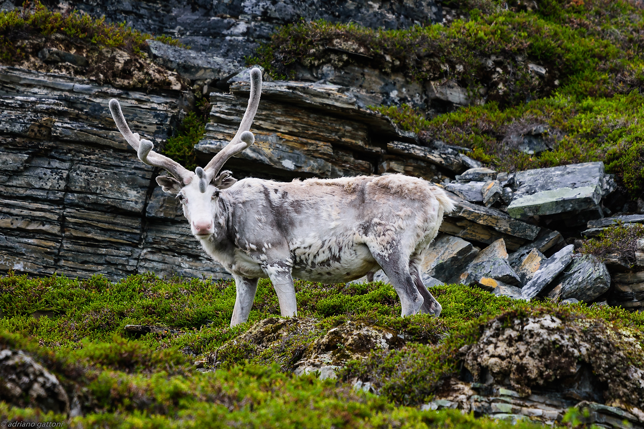Arctic reindeer