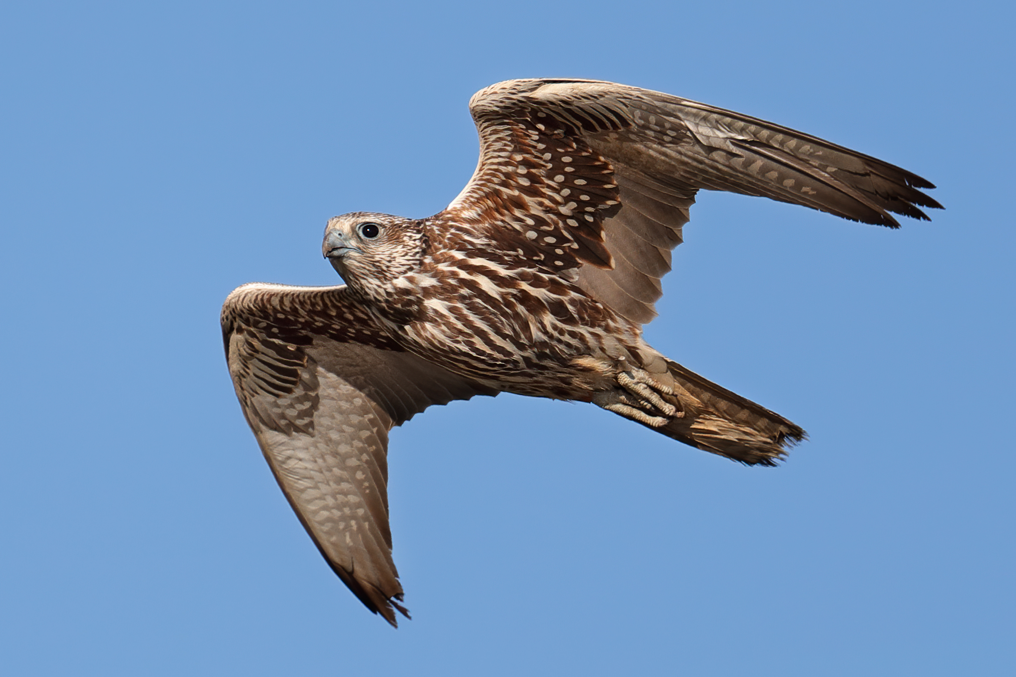 Nato per cacciare - Falco sacro