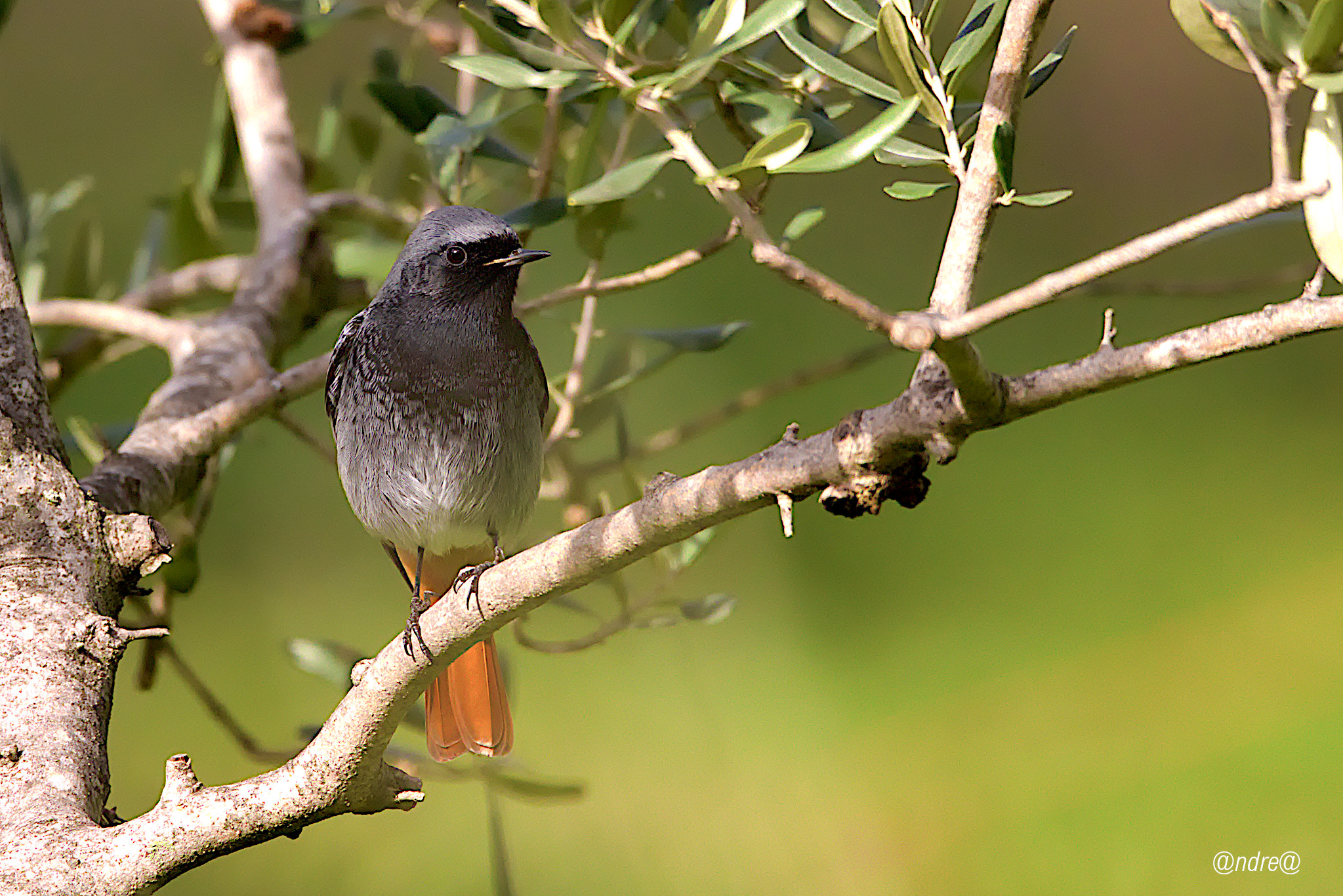 Codirosso Spazzacamino