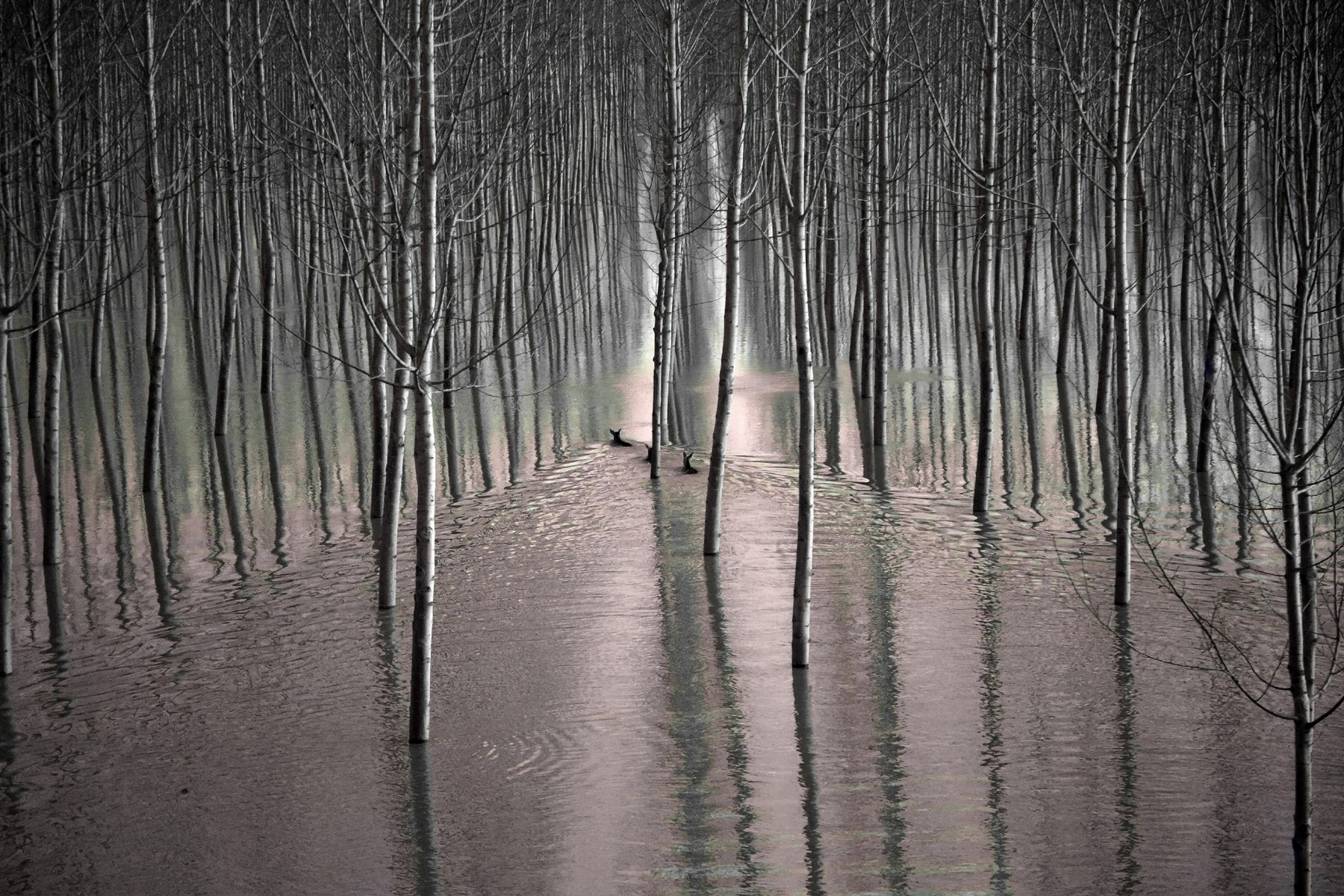 Caprioli in golena 2