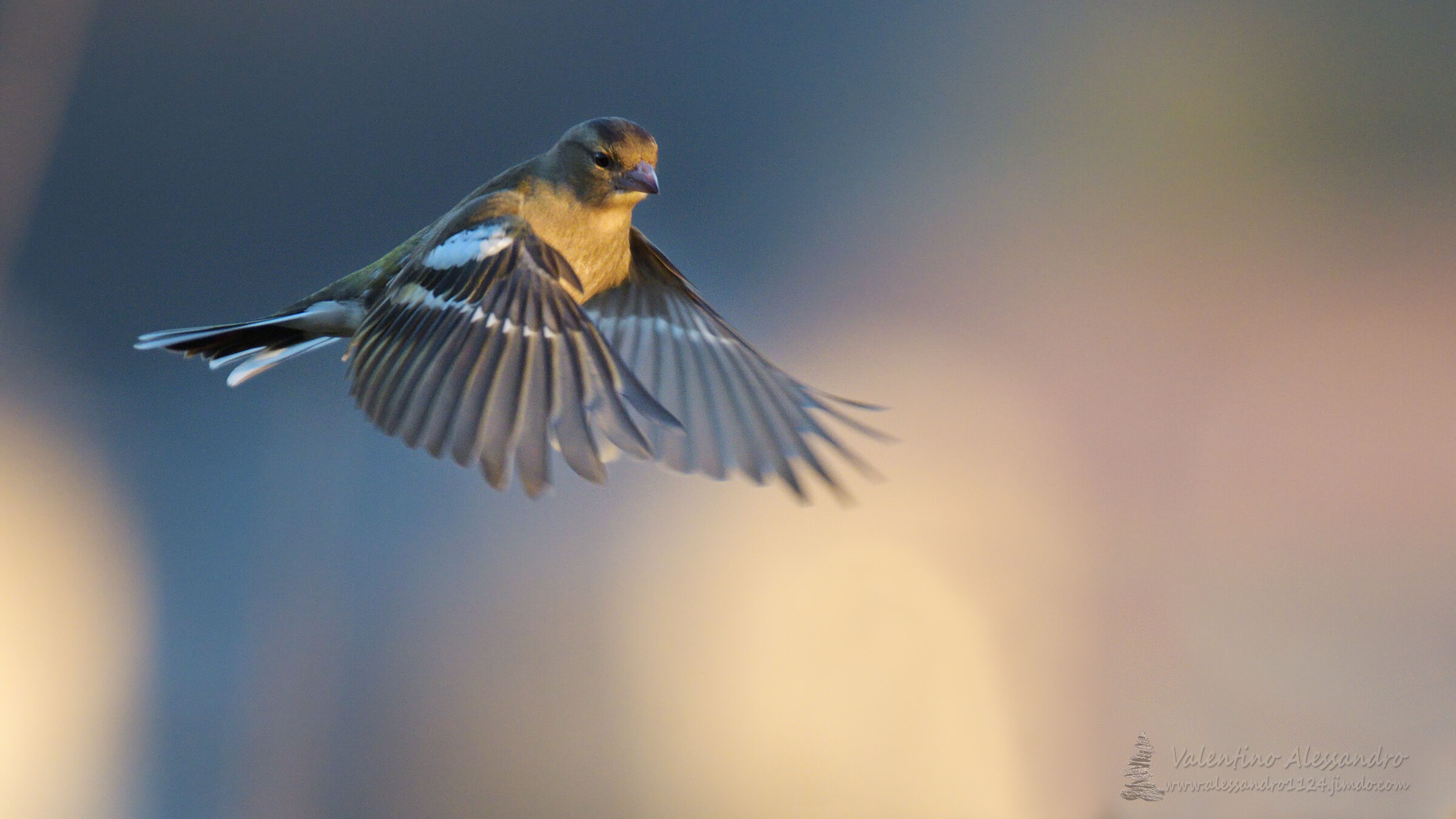 In volo tra i colori.....Buone feste a Tutti!