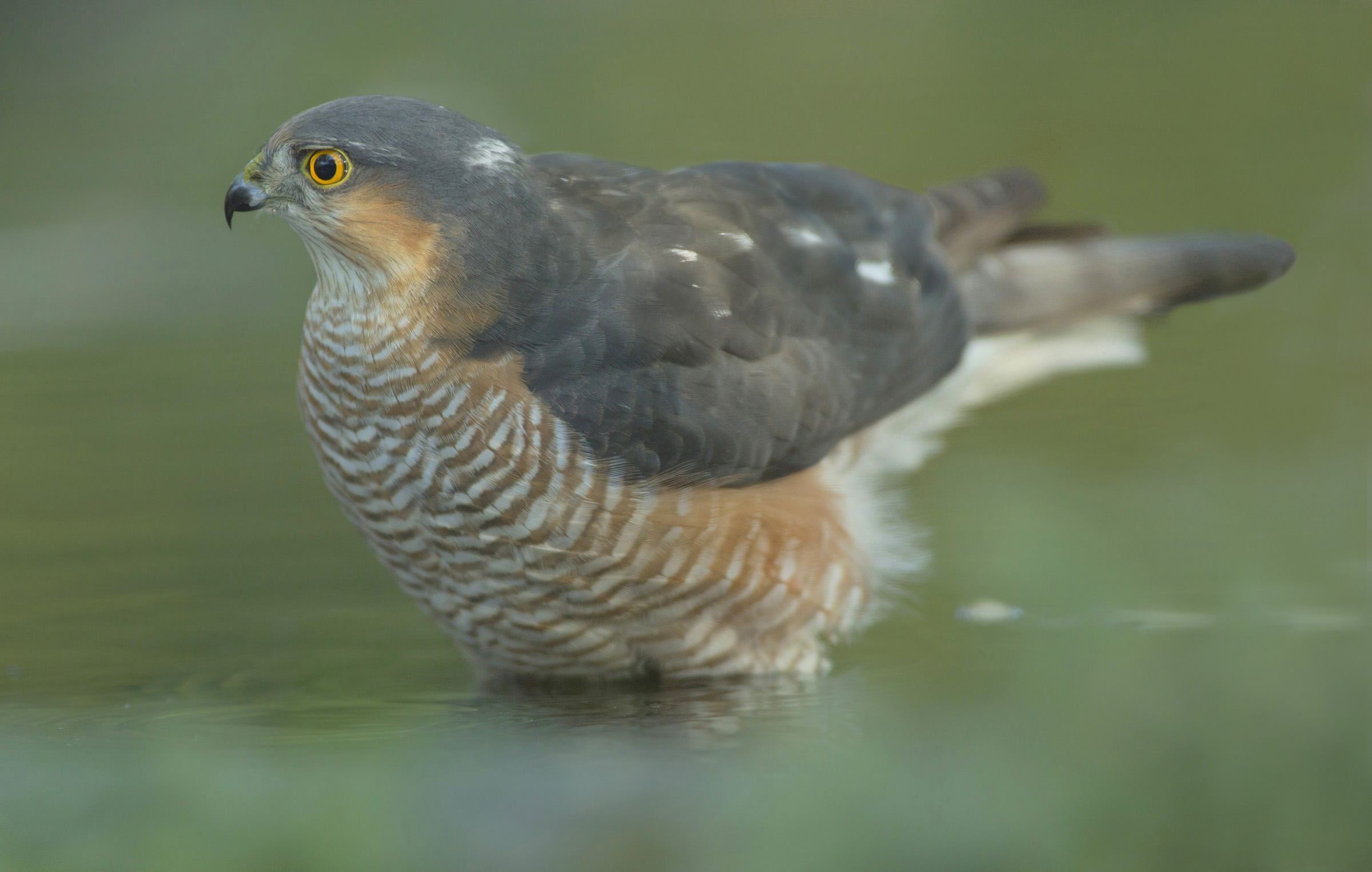 male sparrowhawk