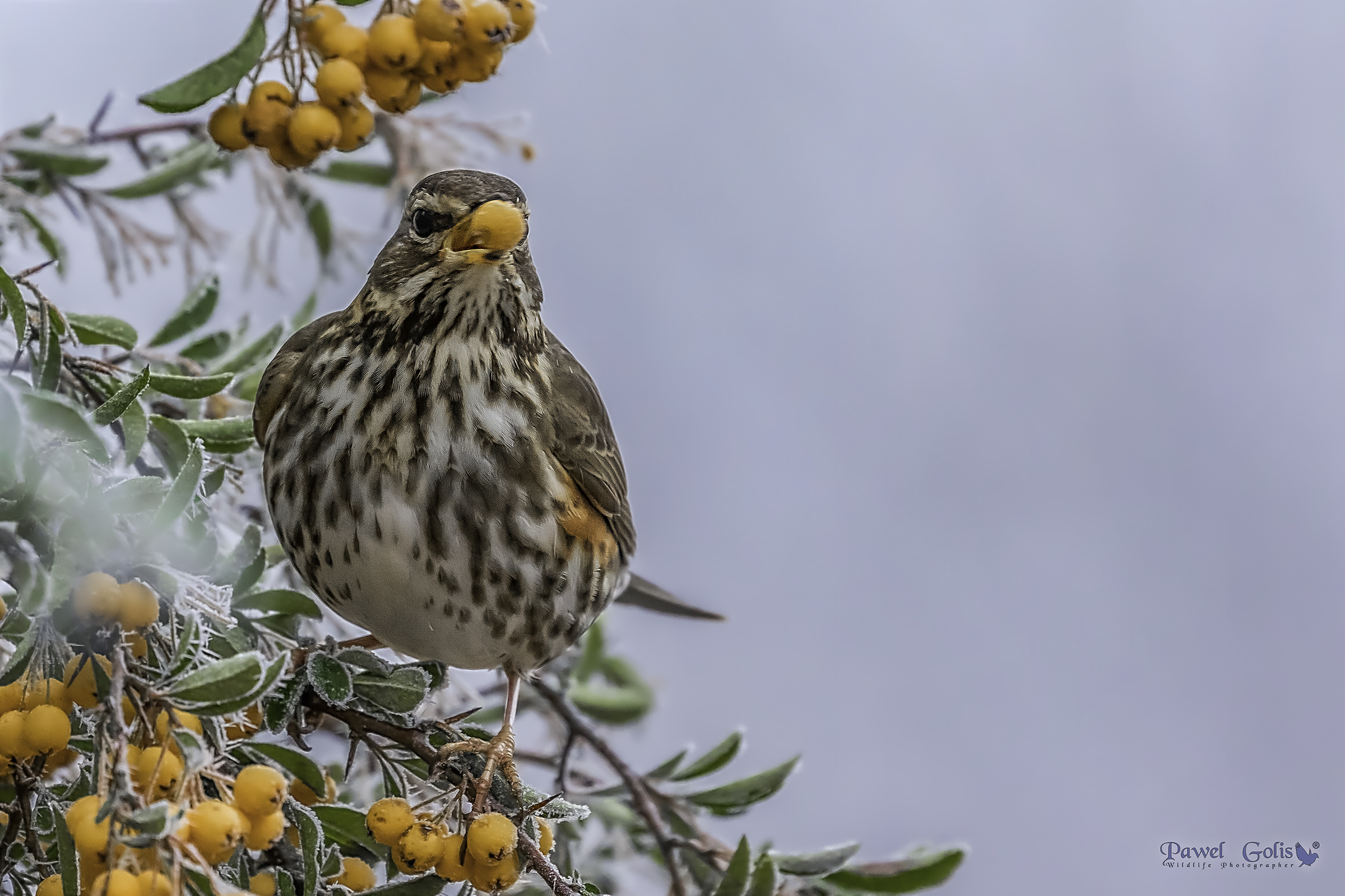 Redwing (Turdus iliacus)