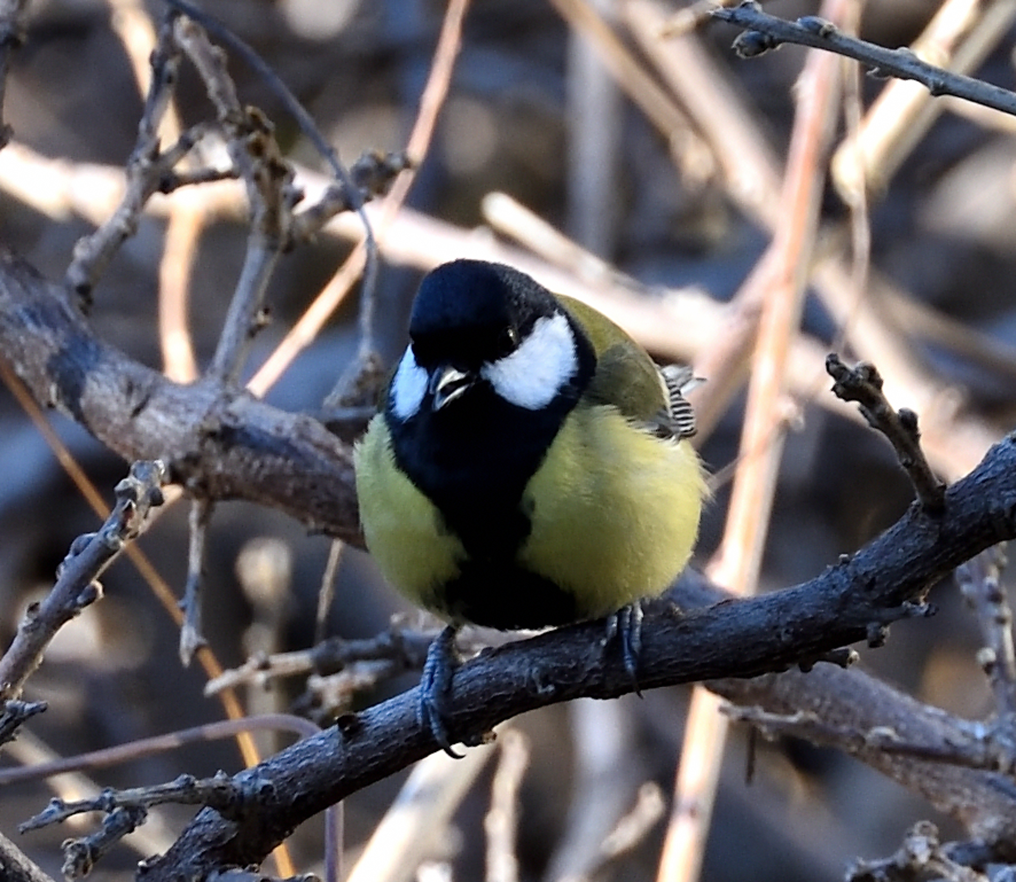 Sulla Wisteria d'inverno