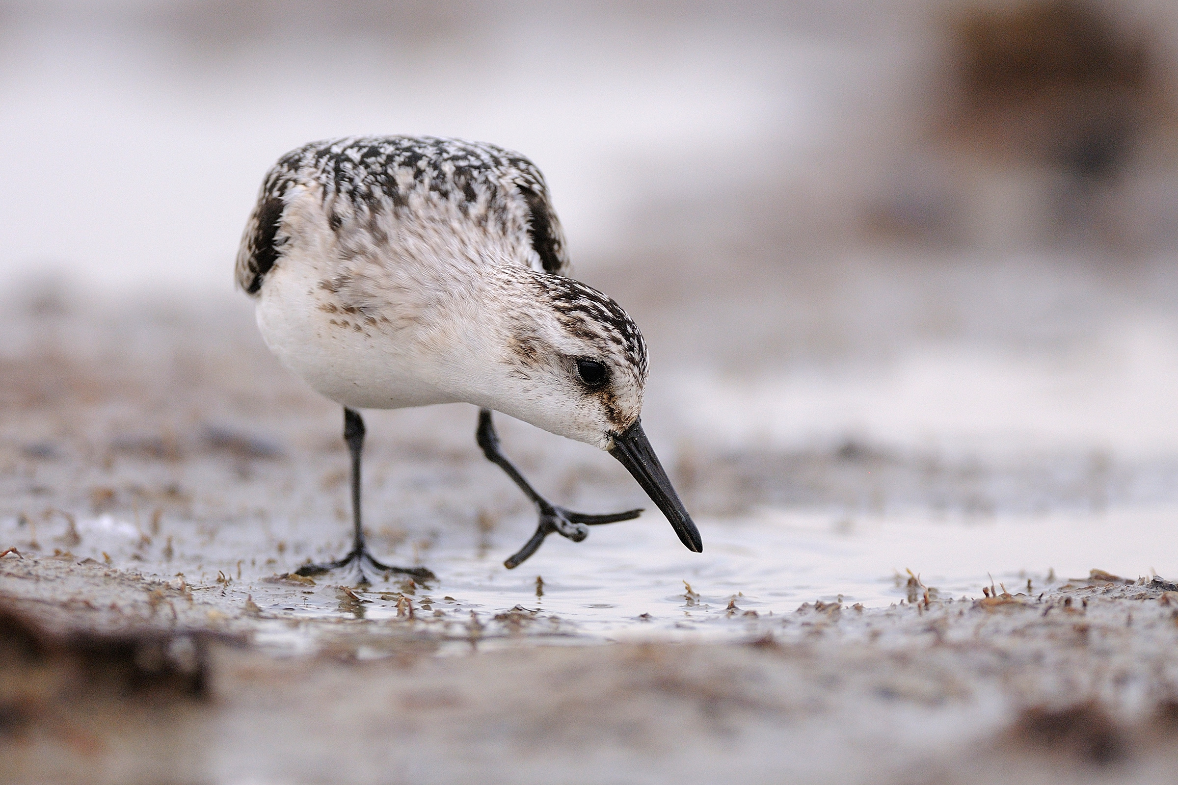 Piovanello Tridattilo