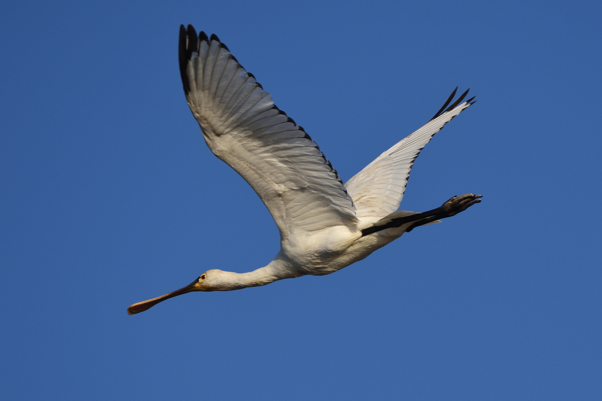 At Christmas a spatula