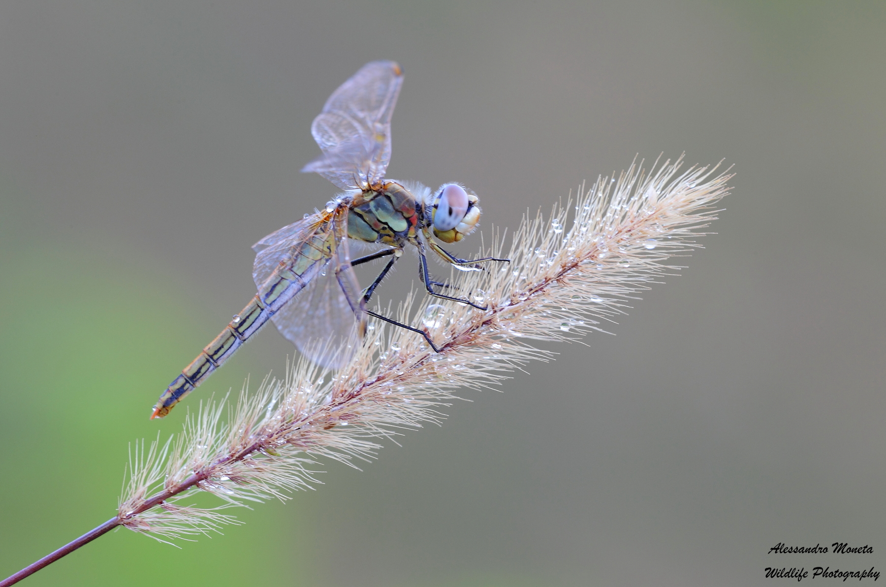Dragonfly