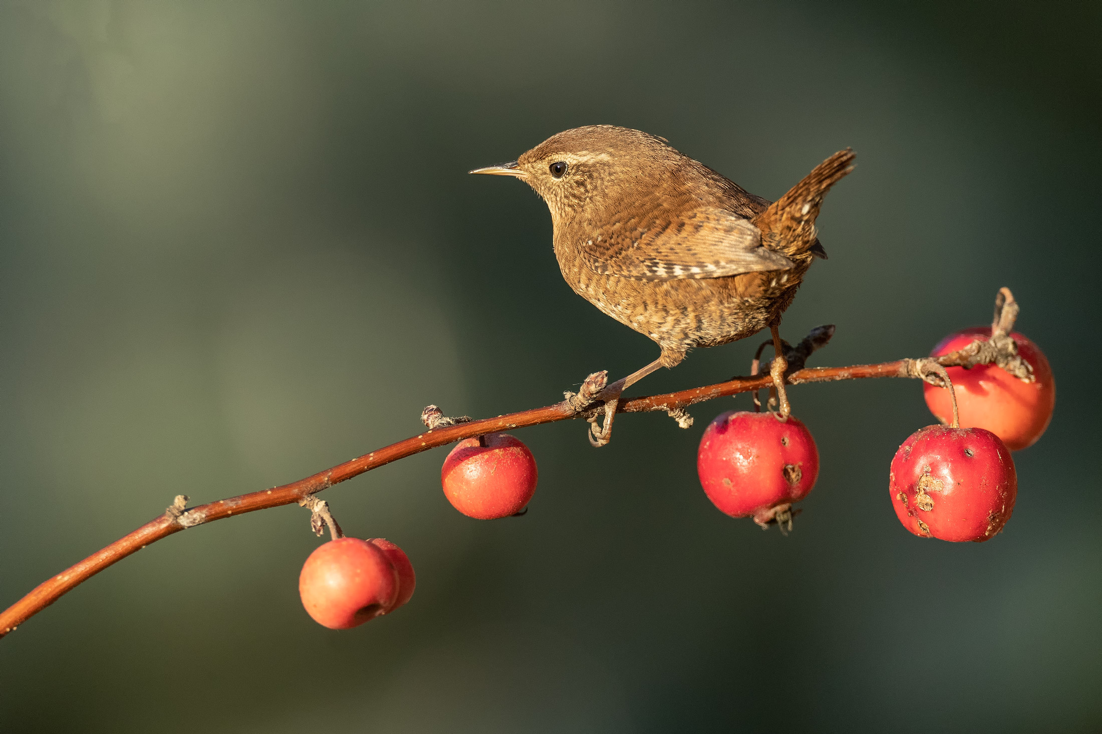 Wren