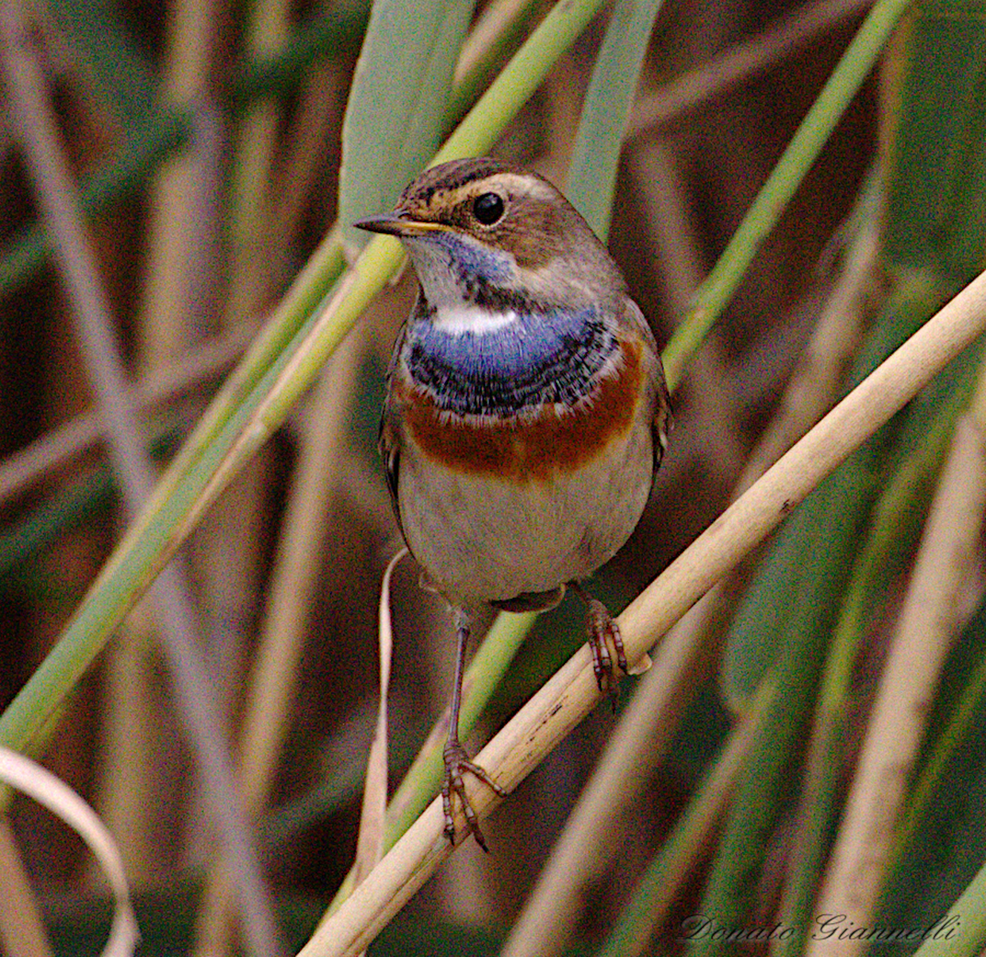 Pettazzurro, park of the plain Sixth F.no Fi