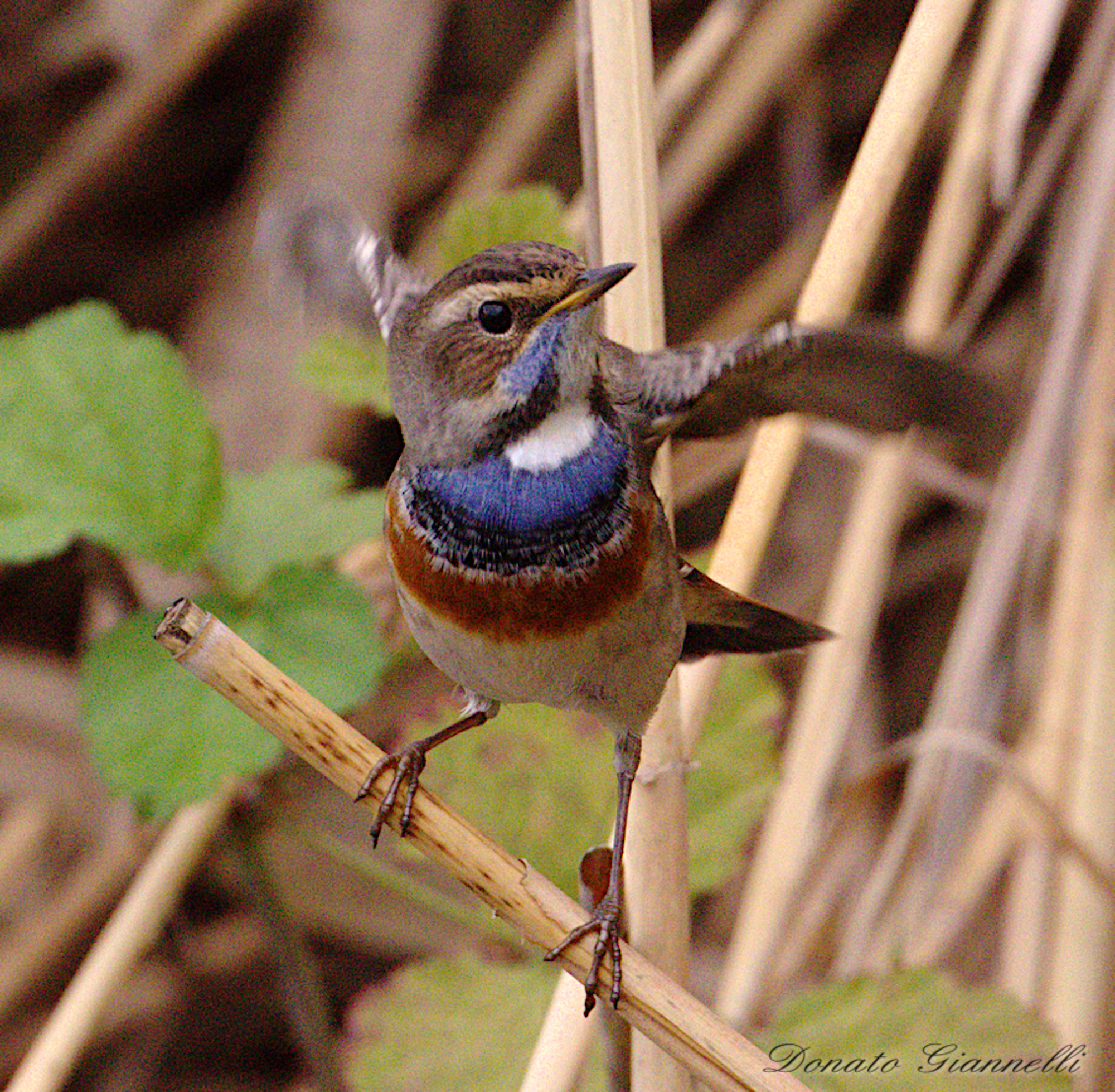 Pettazzurro, park of the plain Sixth F.no Fi
