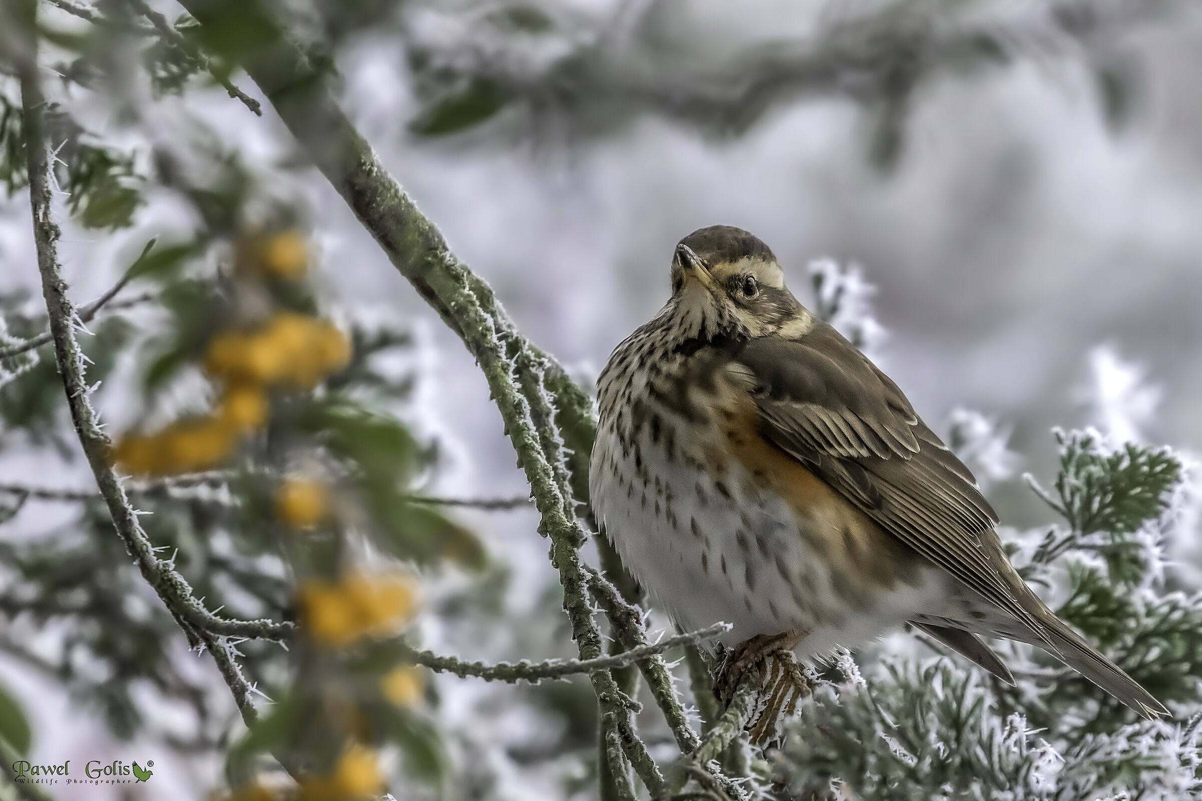 Redwing (Turdus iliacus)