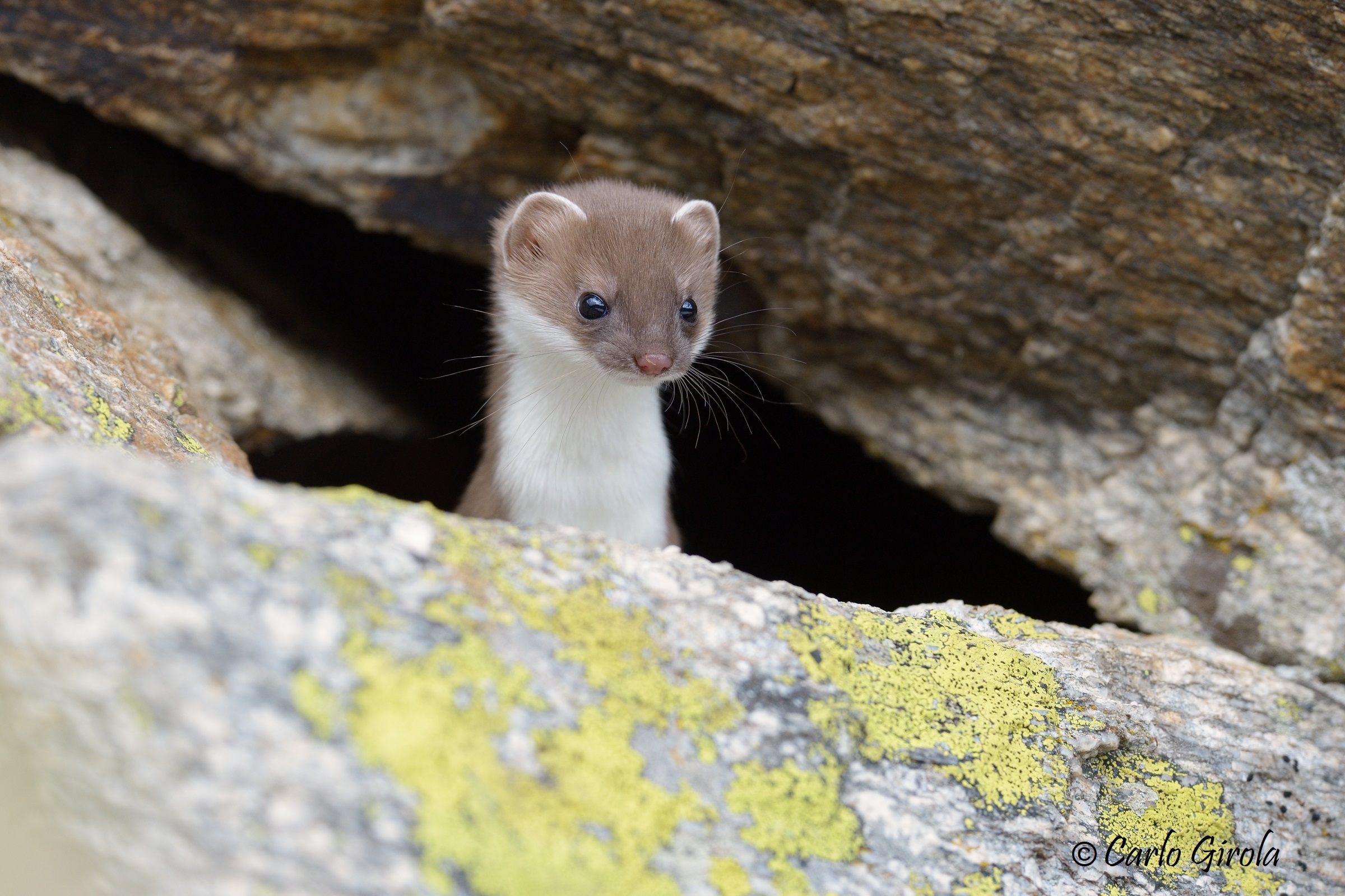 Ermine (Mustela Ermine)
