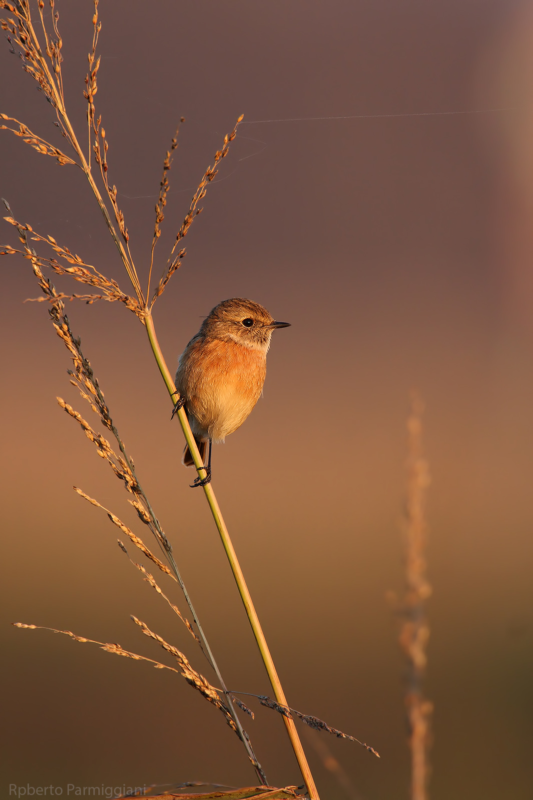 Composizione con saltimpalo
