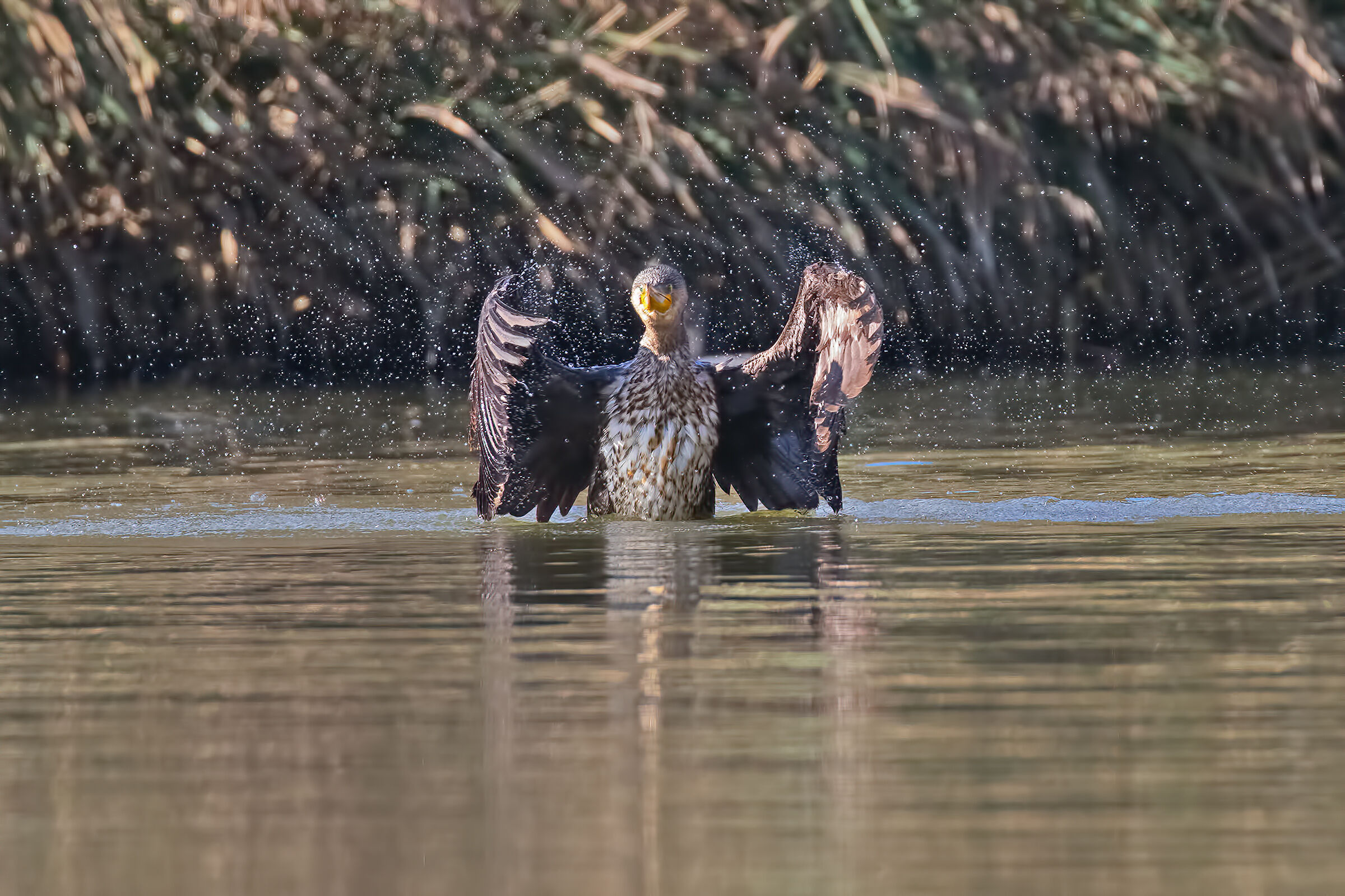 Ik Cormorano dries his wings