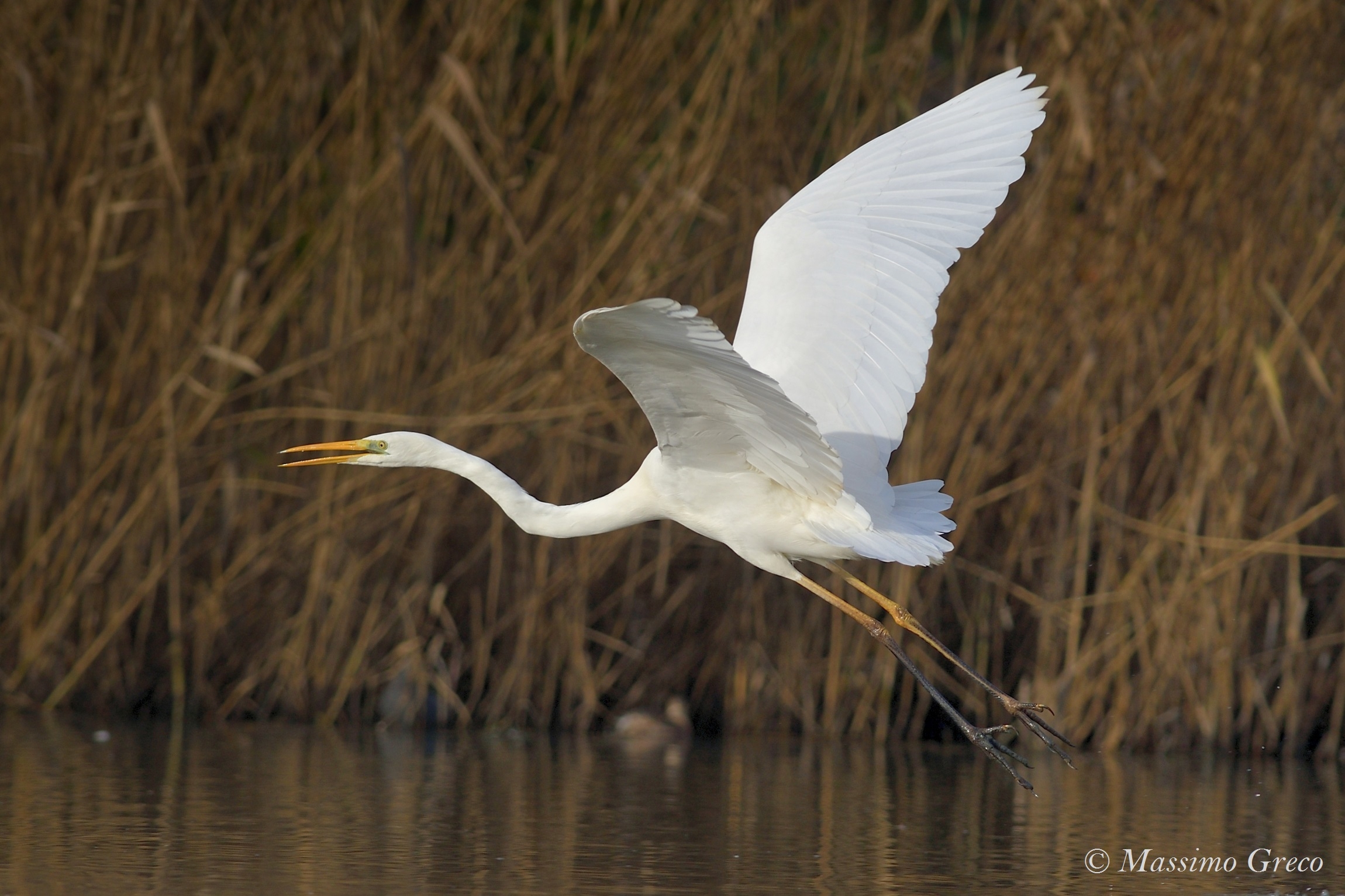 Major white heron