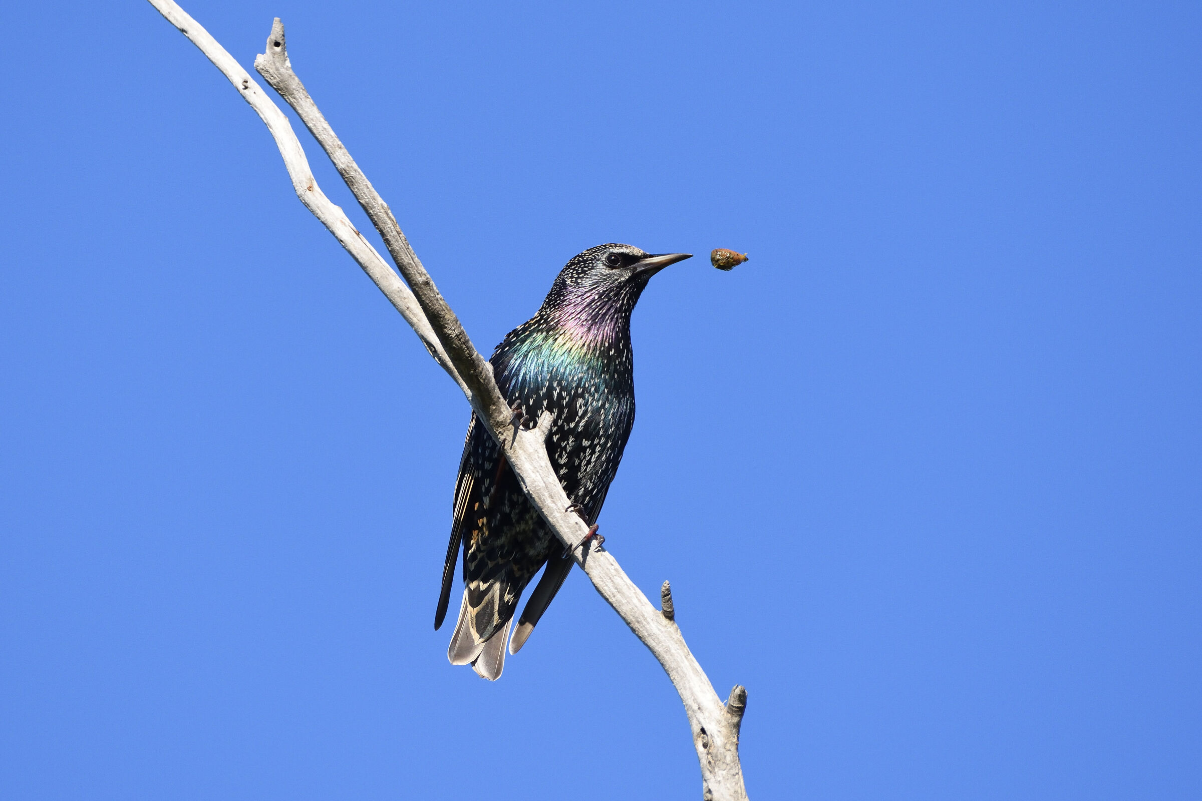 The starling and the bolo