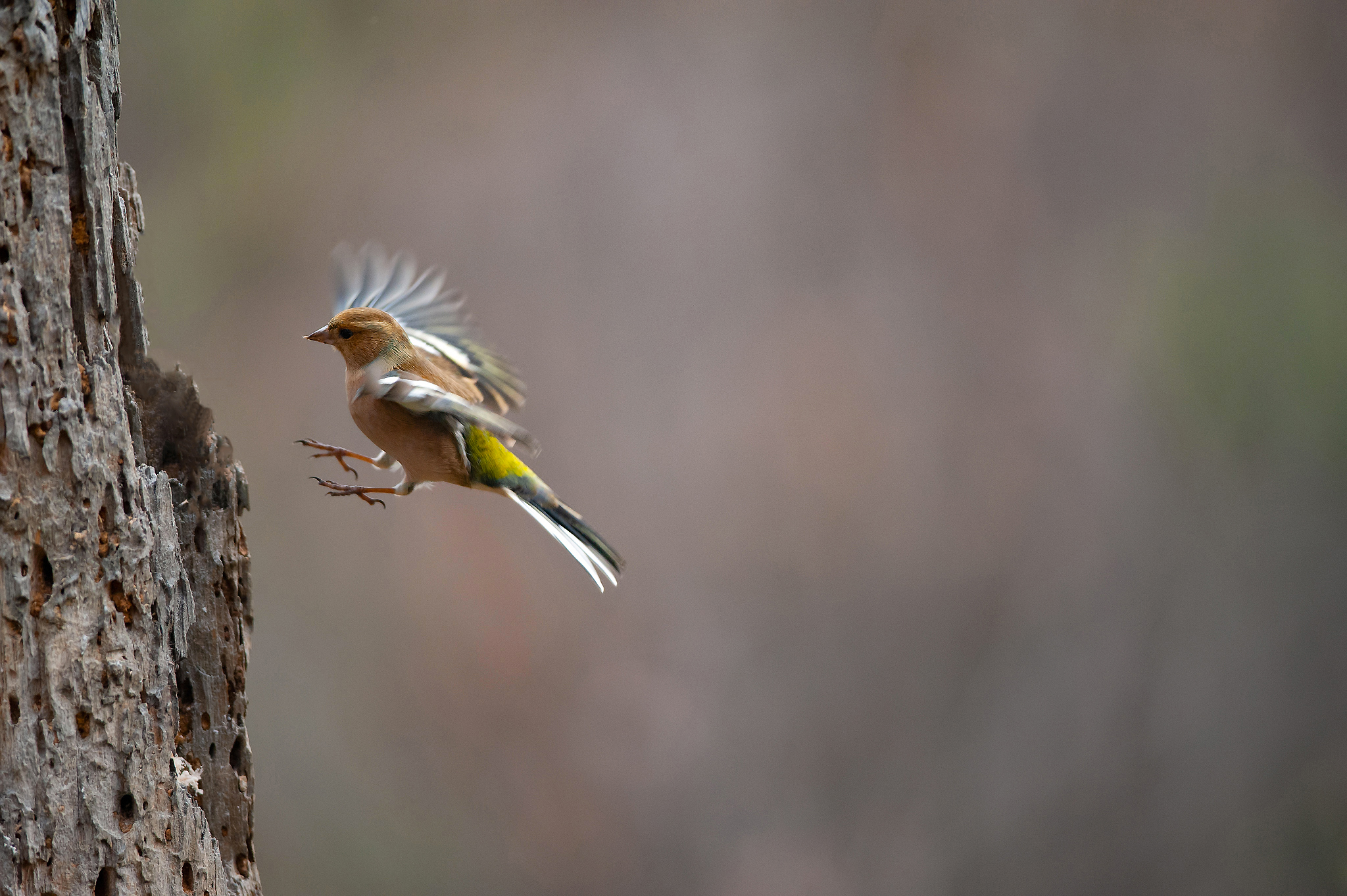 Chaffinch