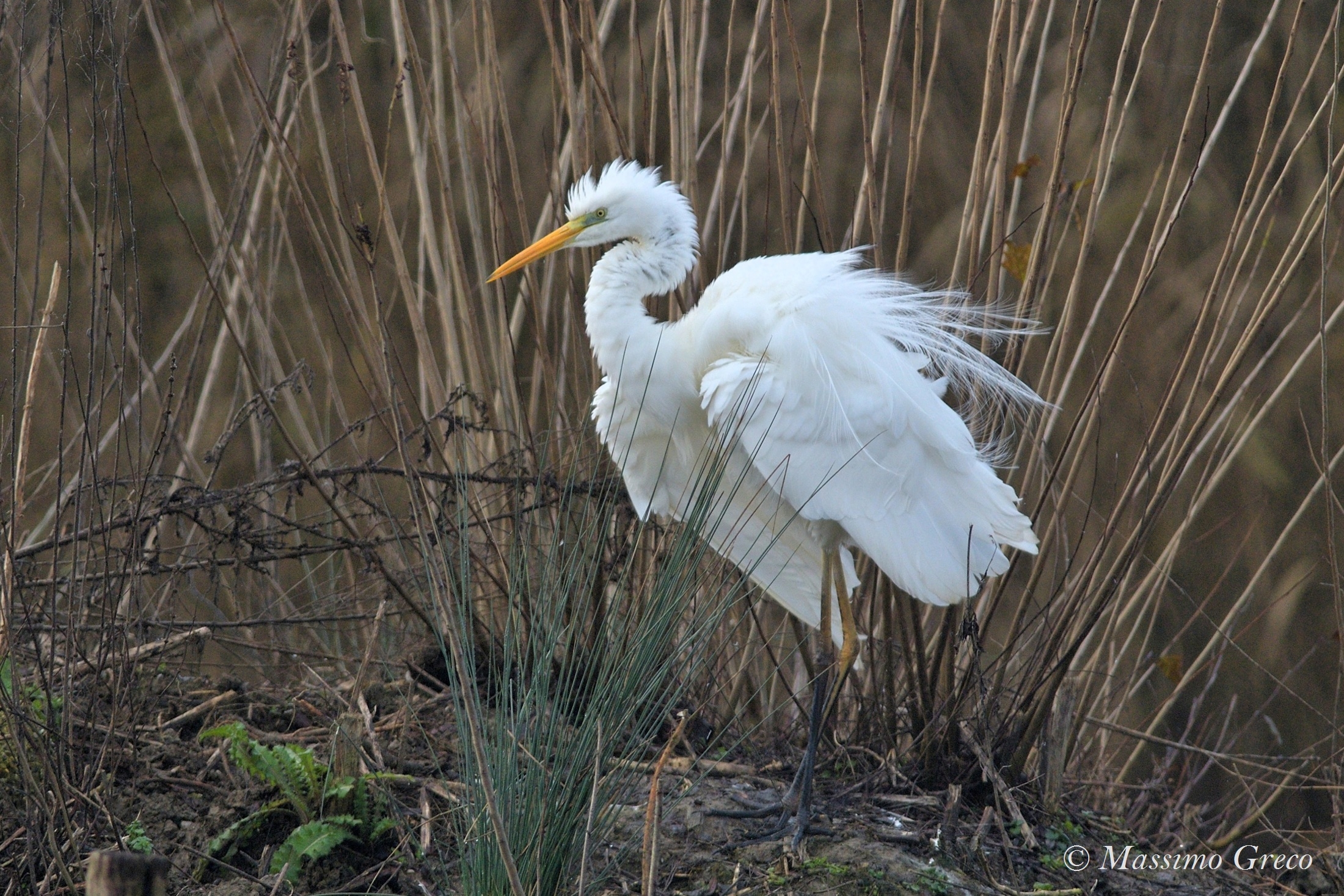 Major white heron
