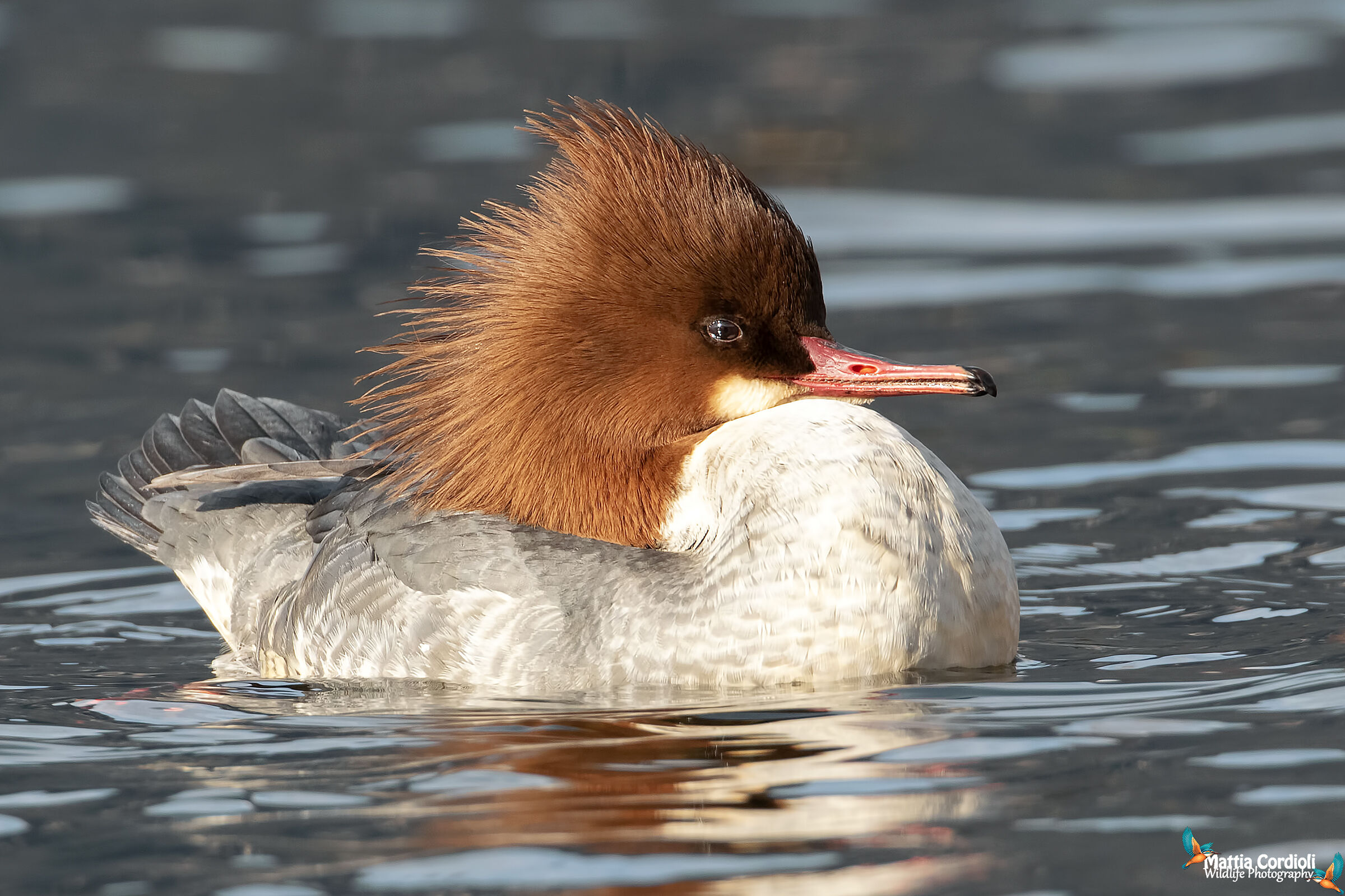 Larger female emerges