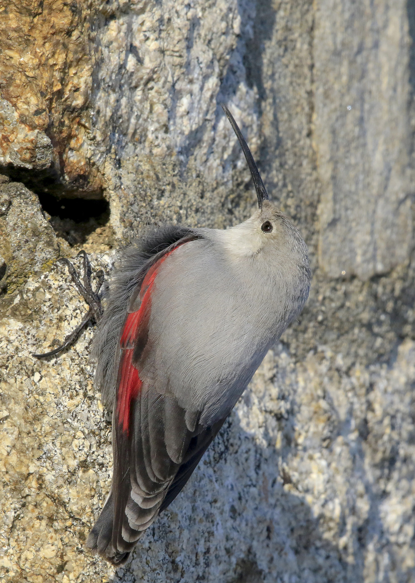 woodpecker wall vertical wall