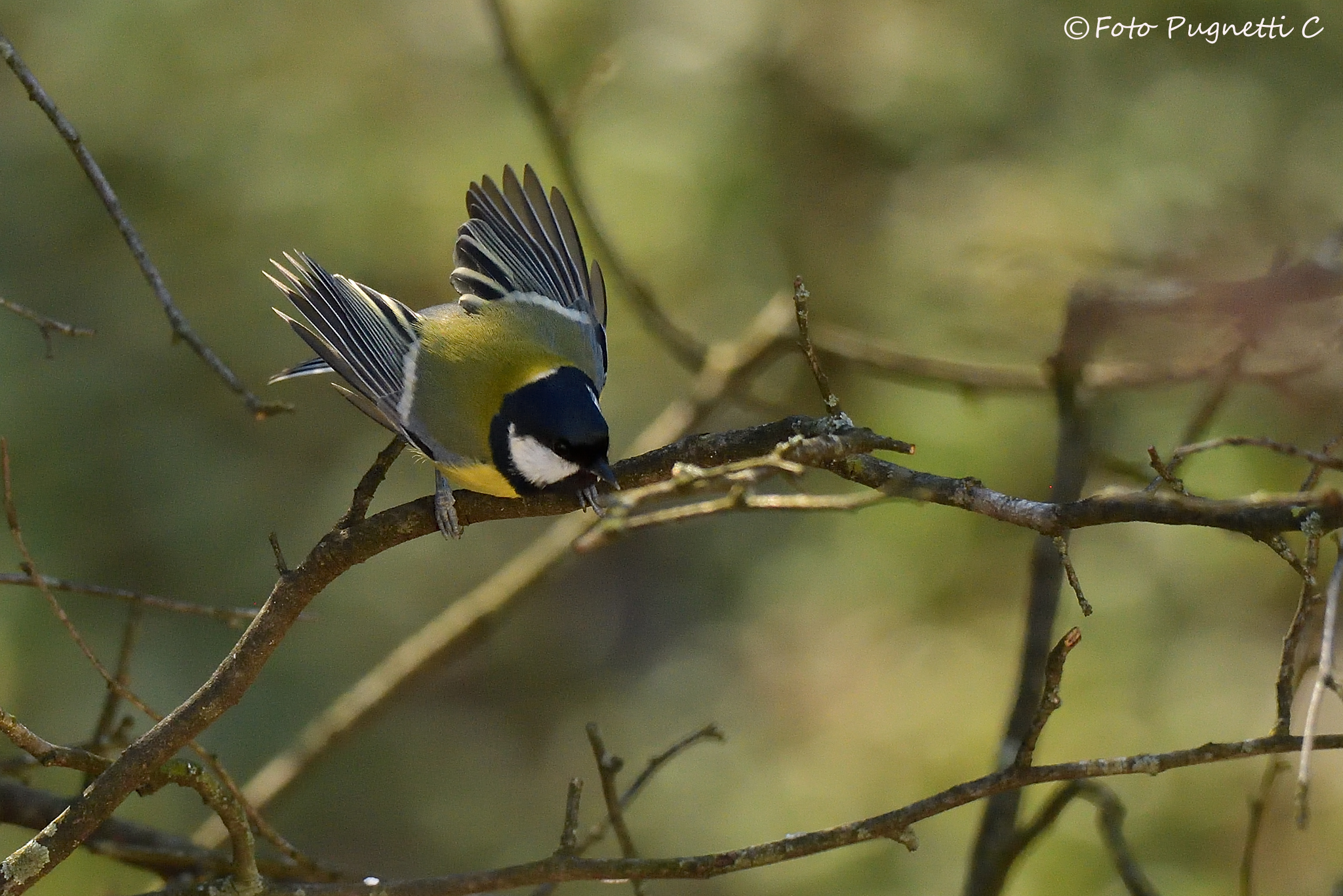 Cinciallegra takeoff