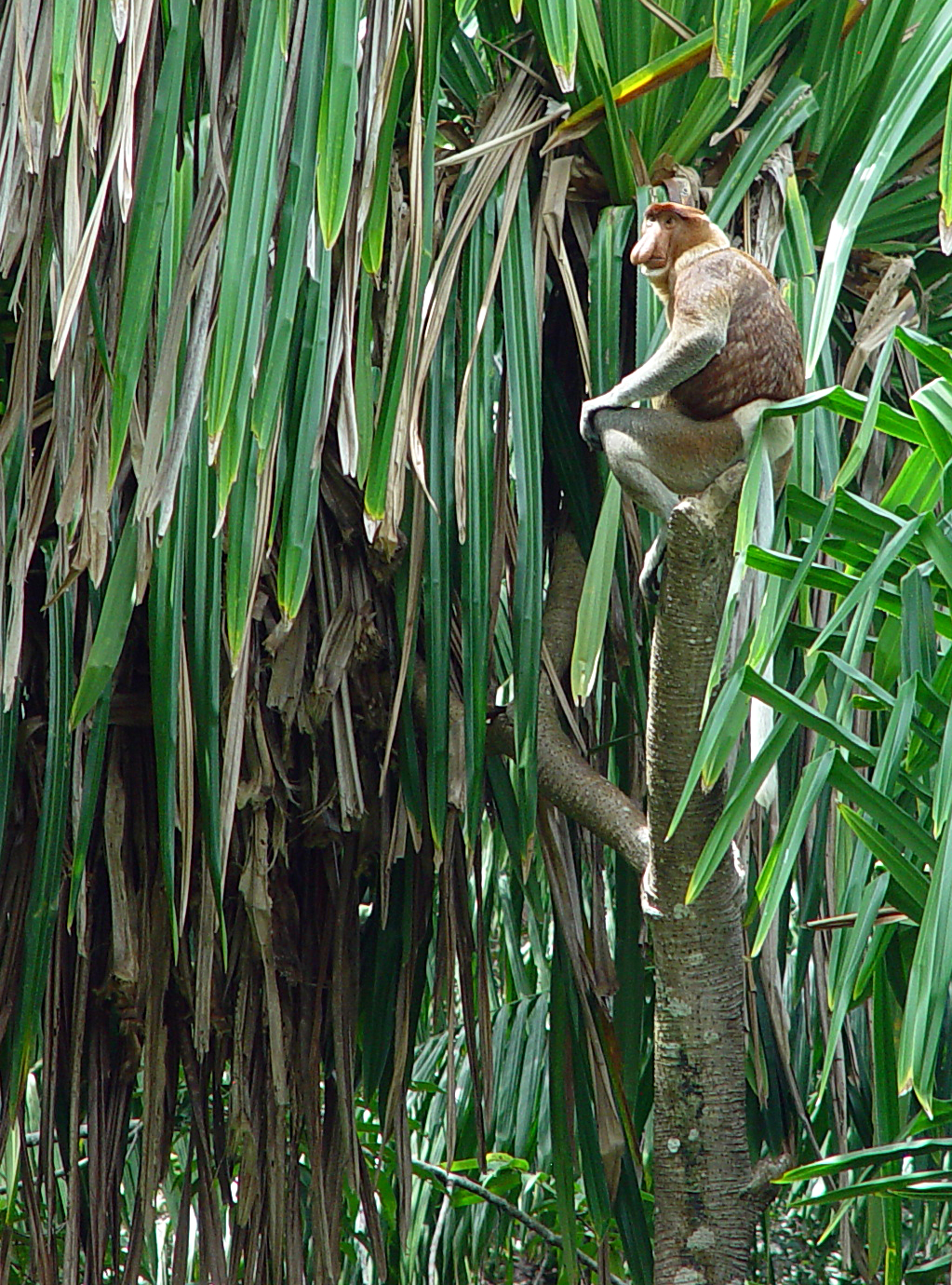 Proboscis Monkey