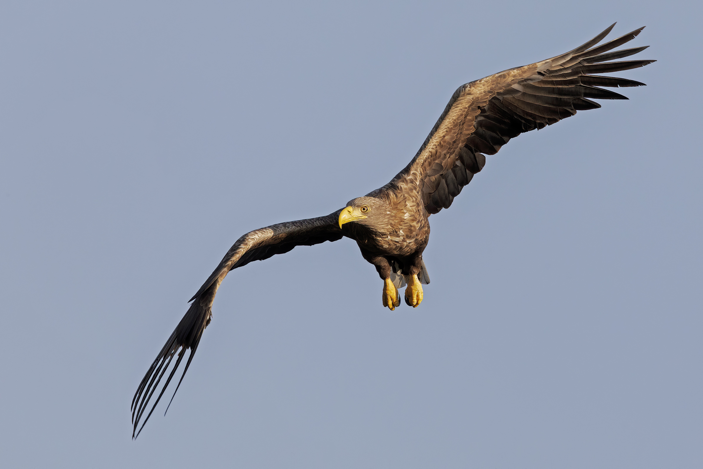 Aquila di mare coda bianca