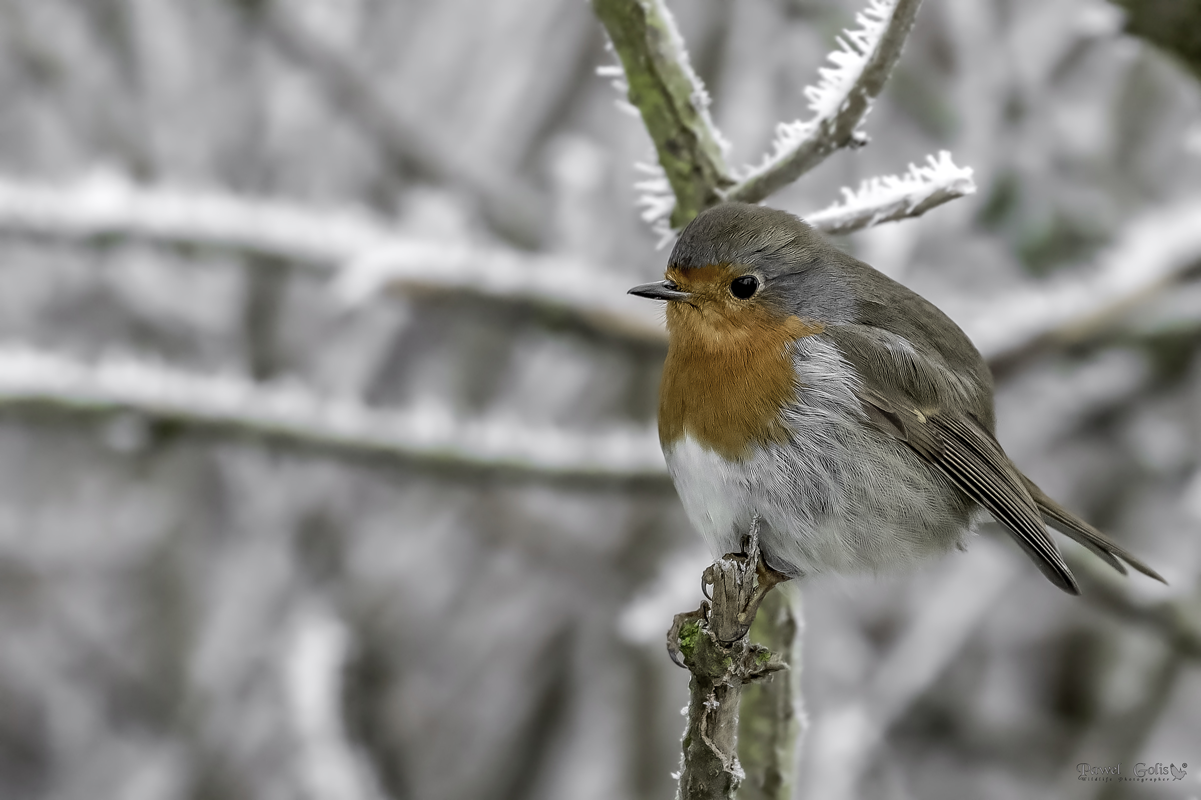 Pettirosso europeo (Erithacus rubecula)