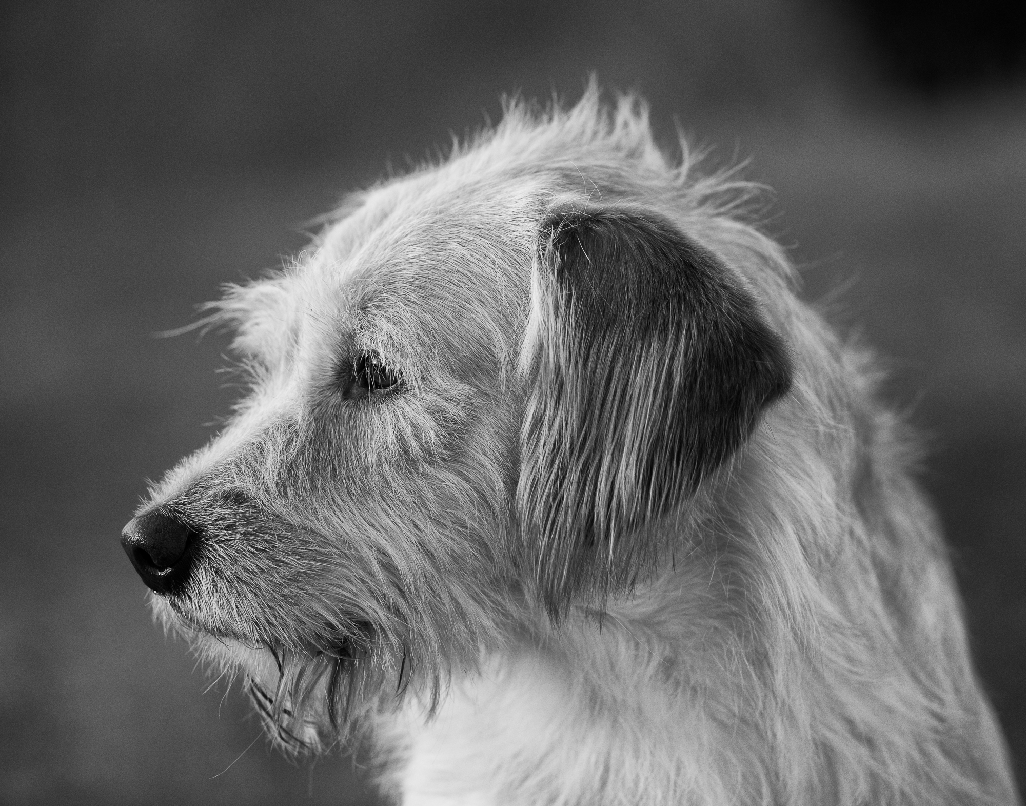 Ritratto di cane in B&N