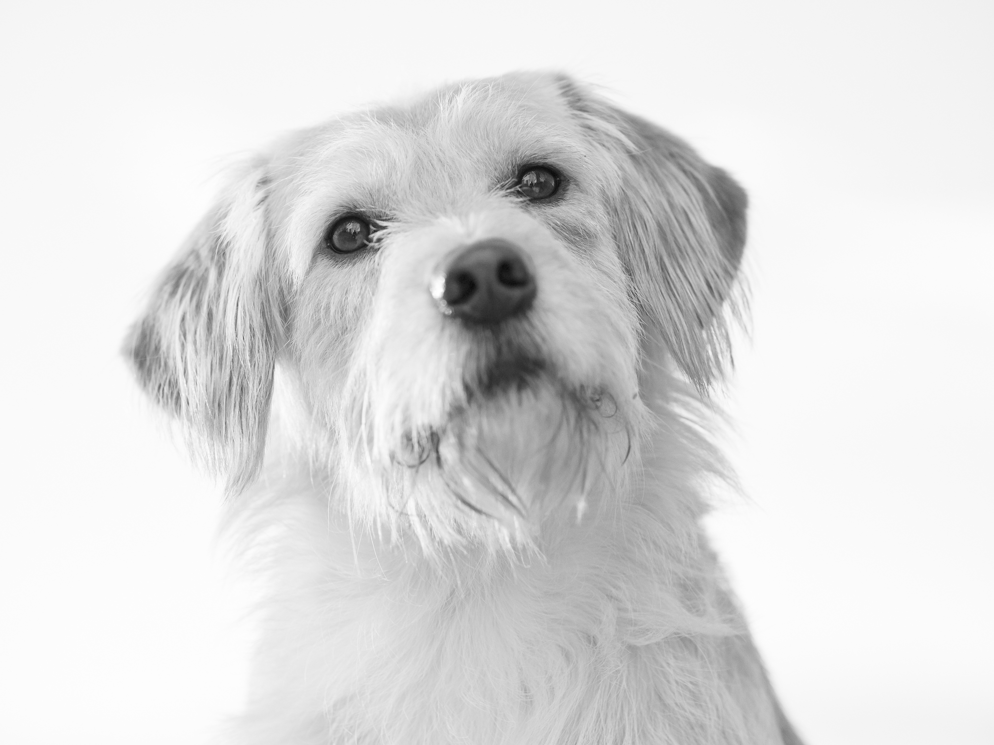 Sguardo di cane in B&N (High Key)