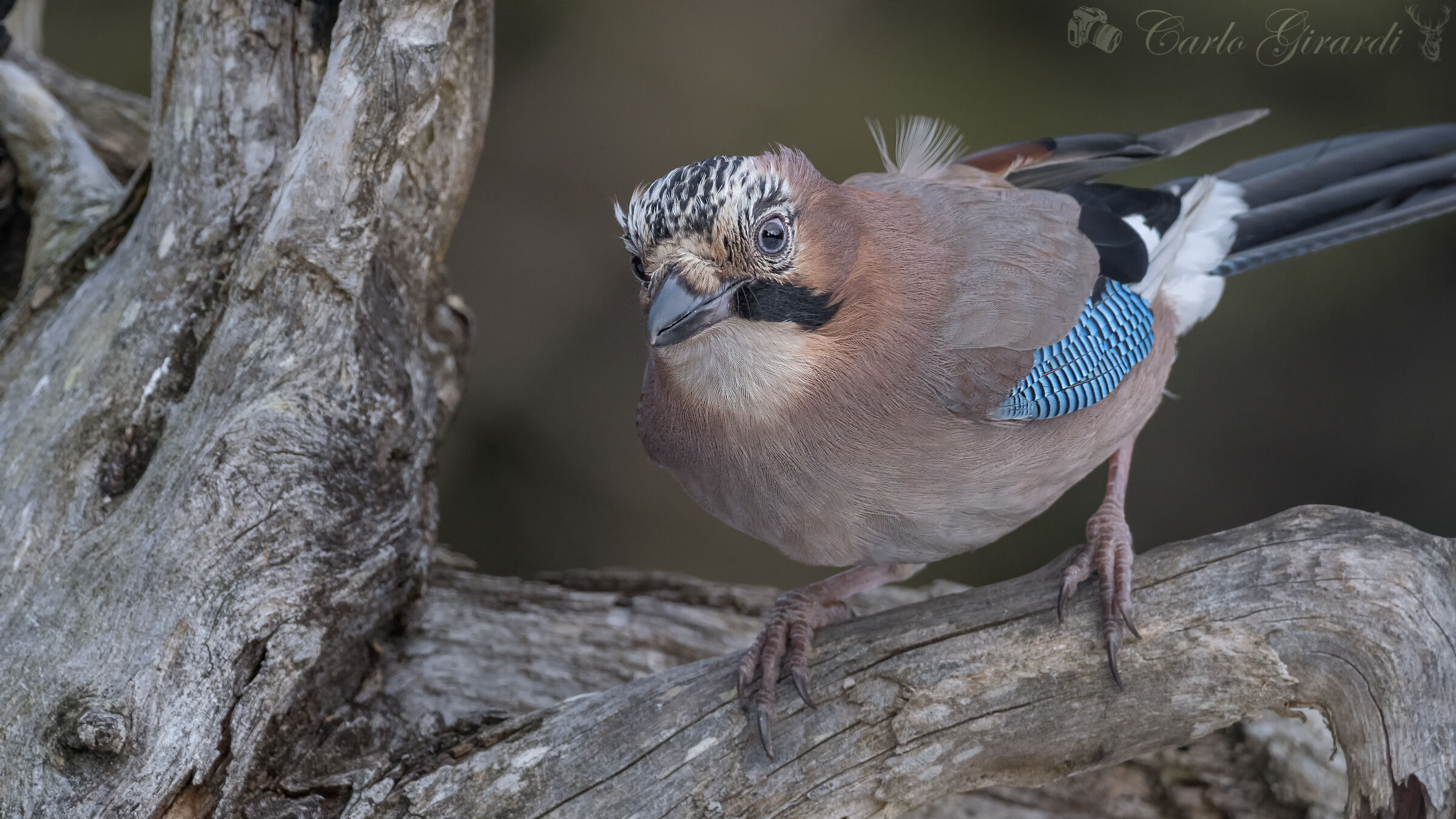 The Sly Jay