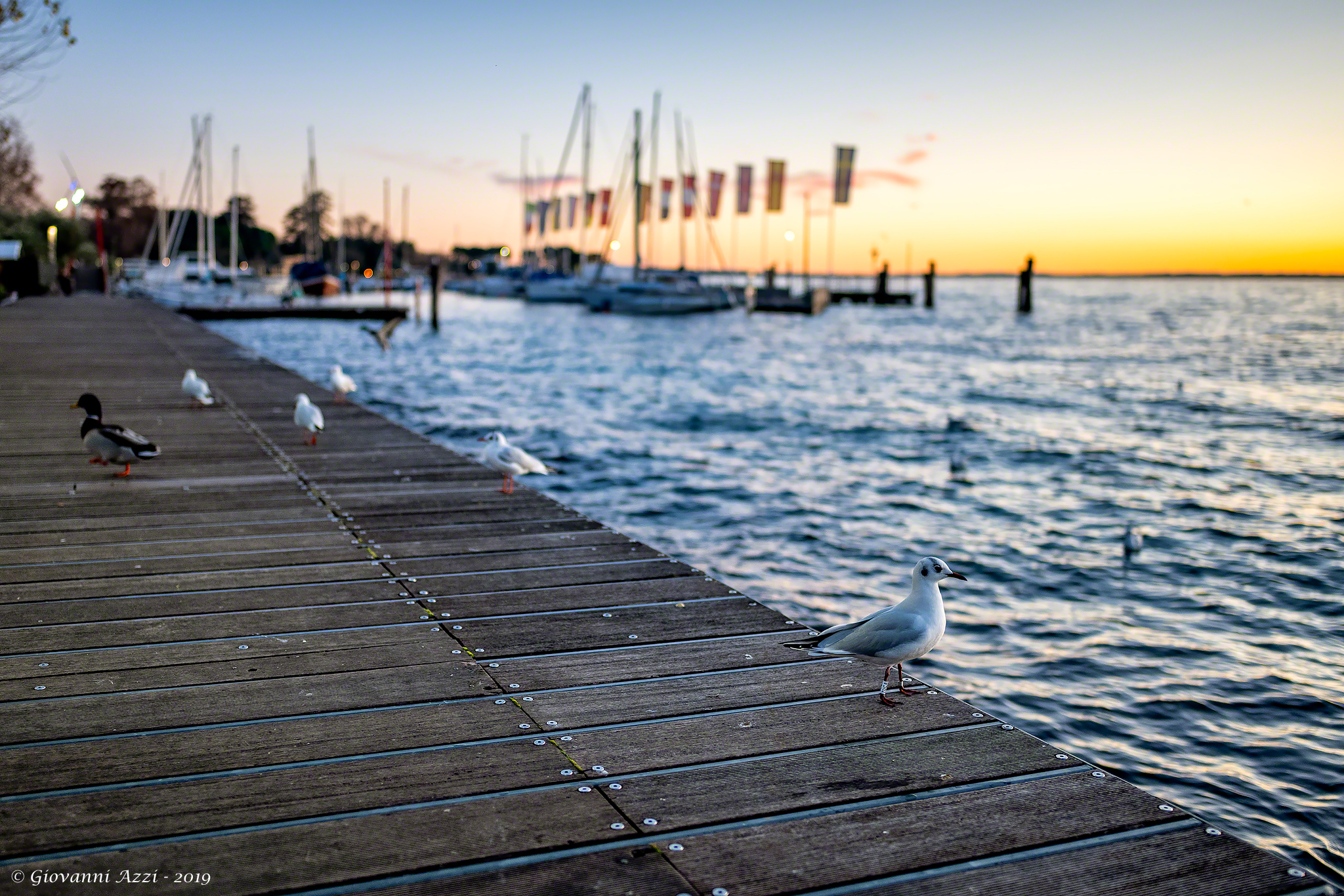 tuca osserva il tramonto