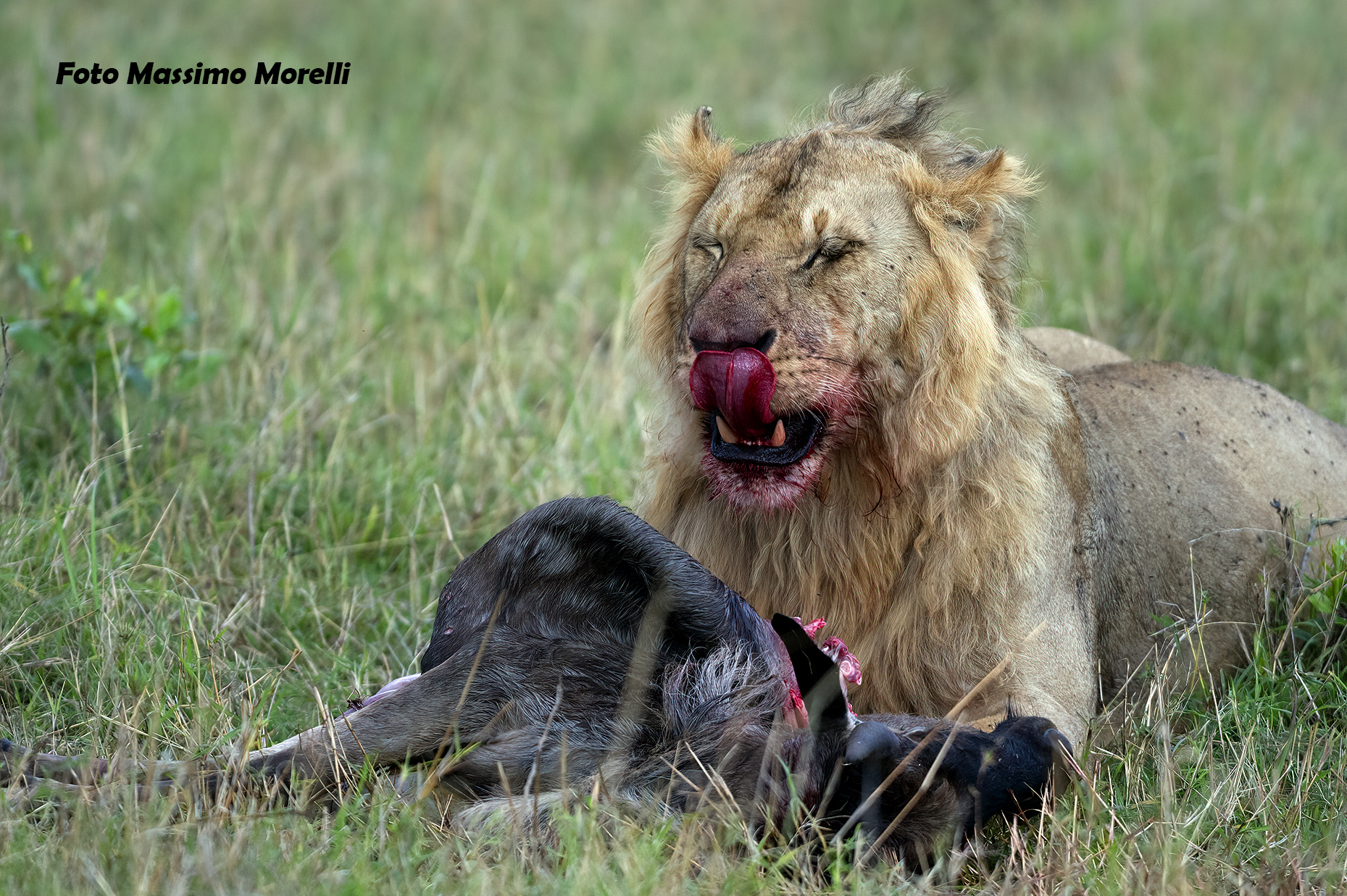 La linguaccia del leone