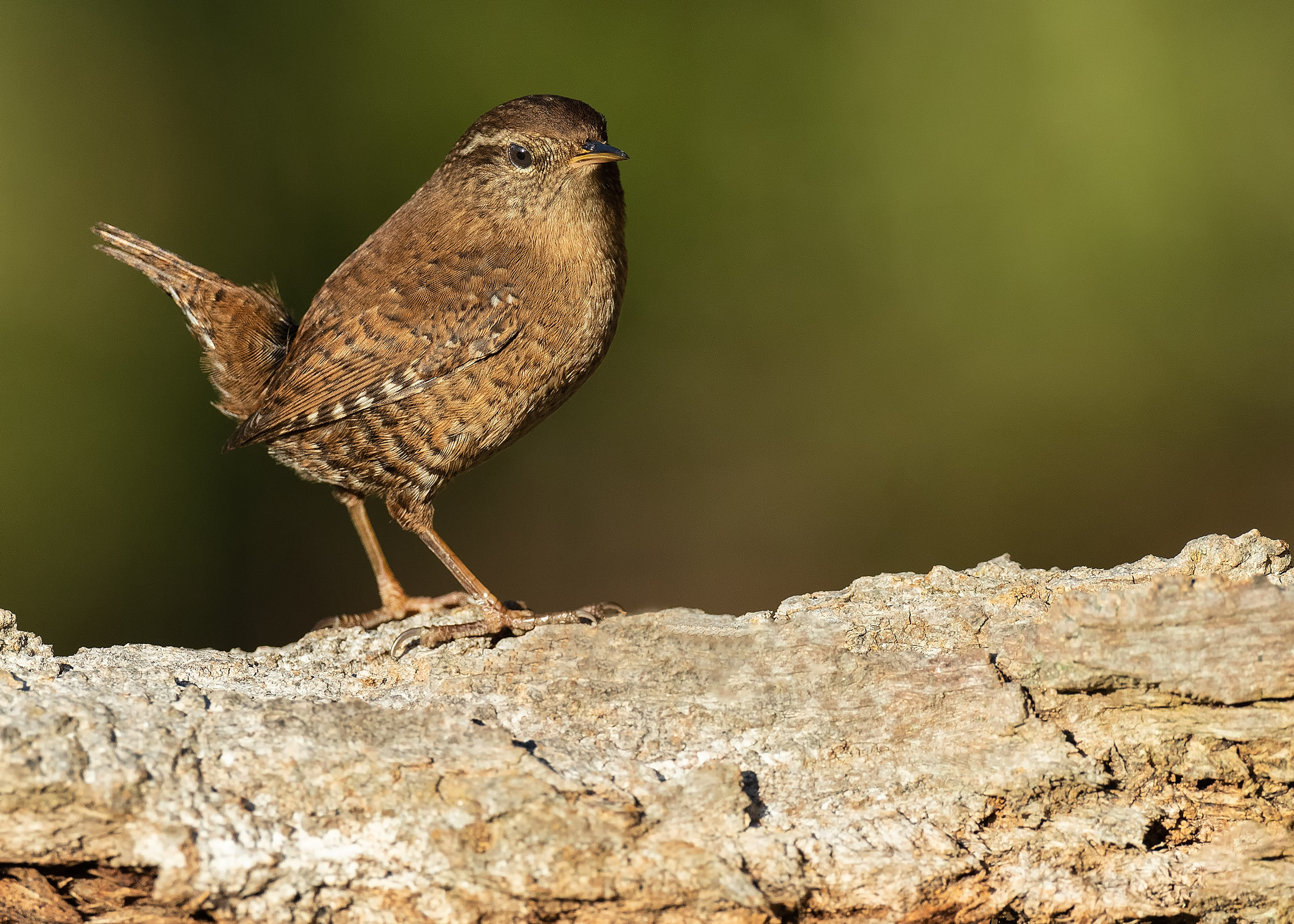 Wren